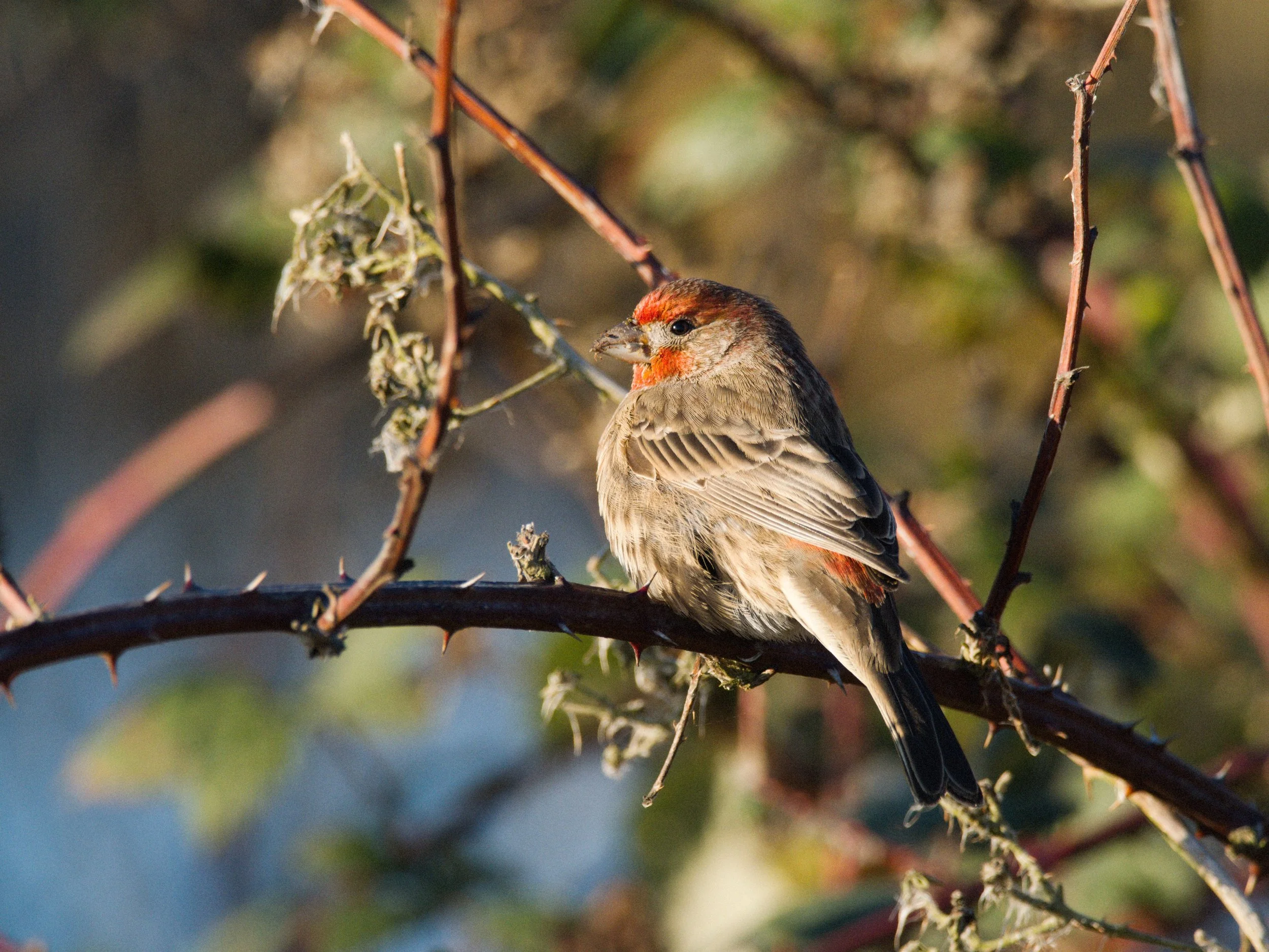 skagit 11.16.220457e.jpg