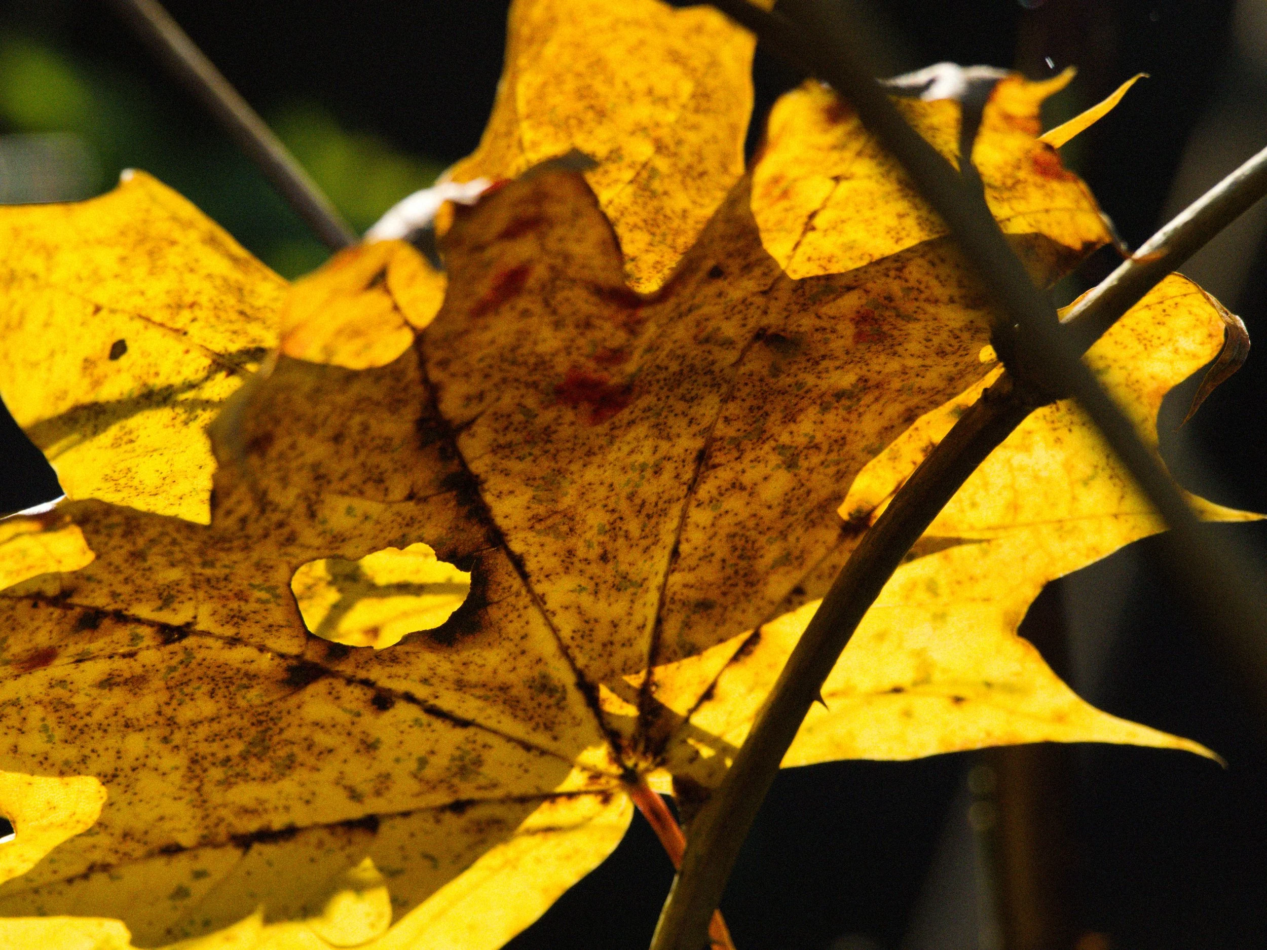 skagit 11.16.220192e.jpg