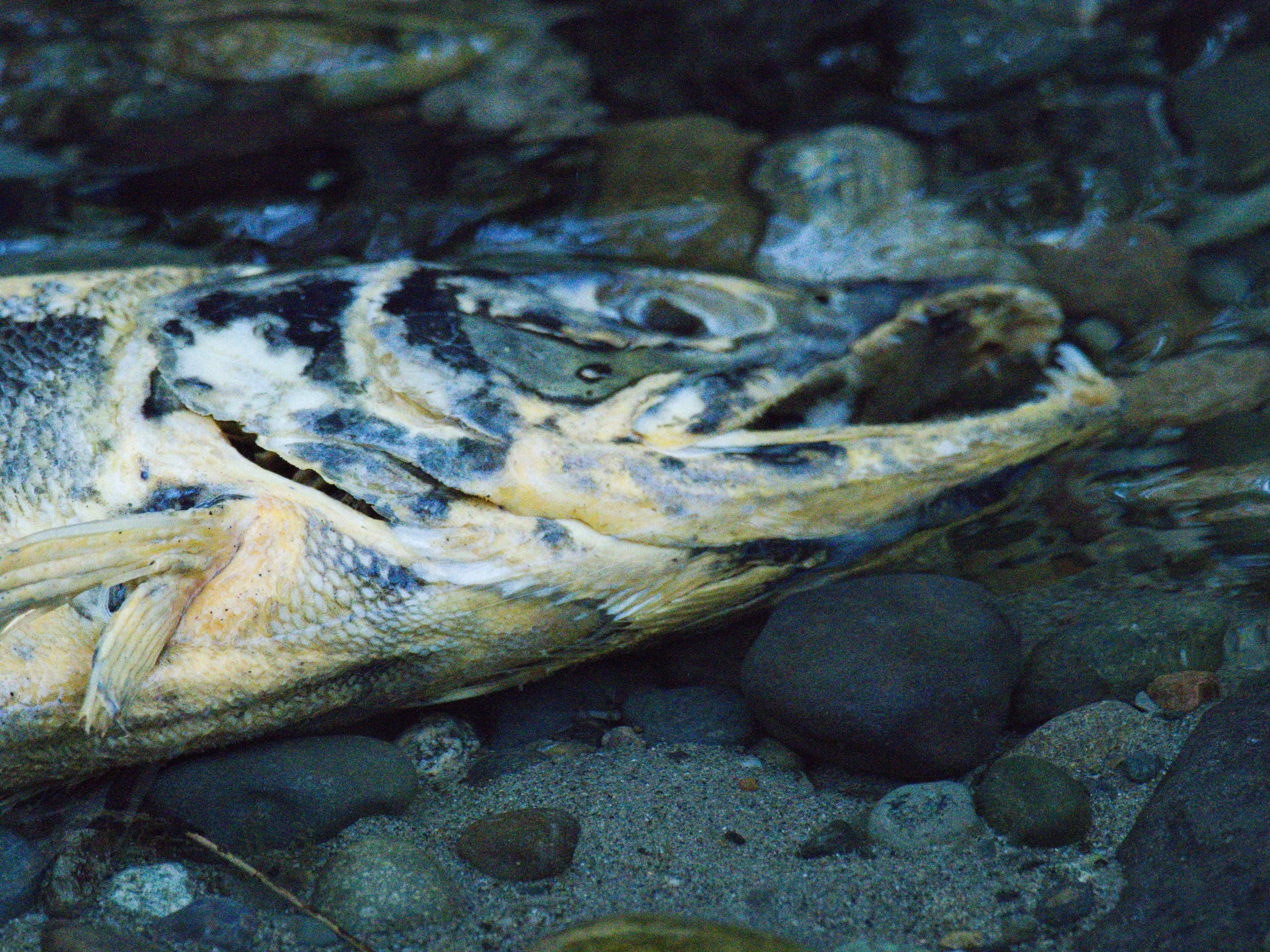 skagit 11.16.220189e.jpg