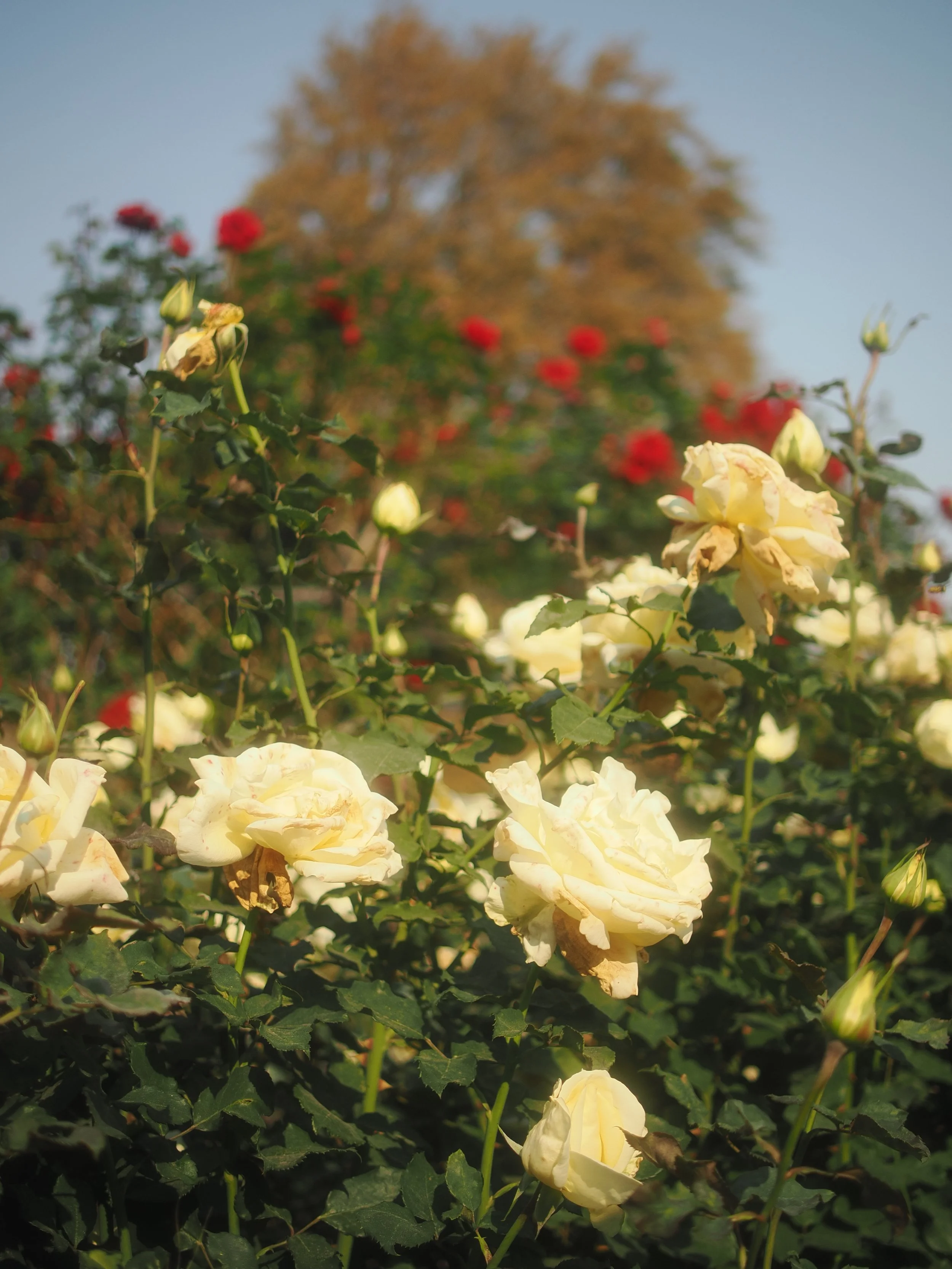 diablo 6.20.2341848.JPG