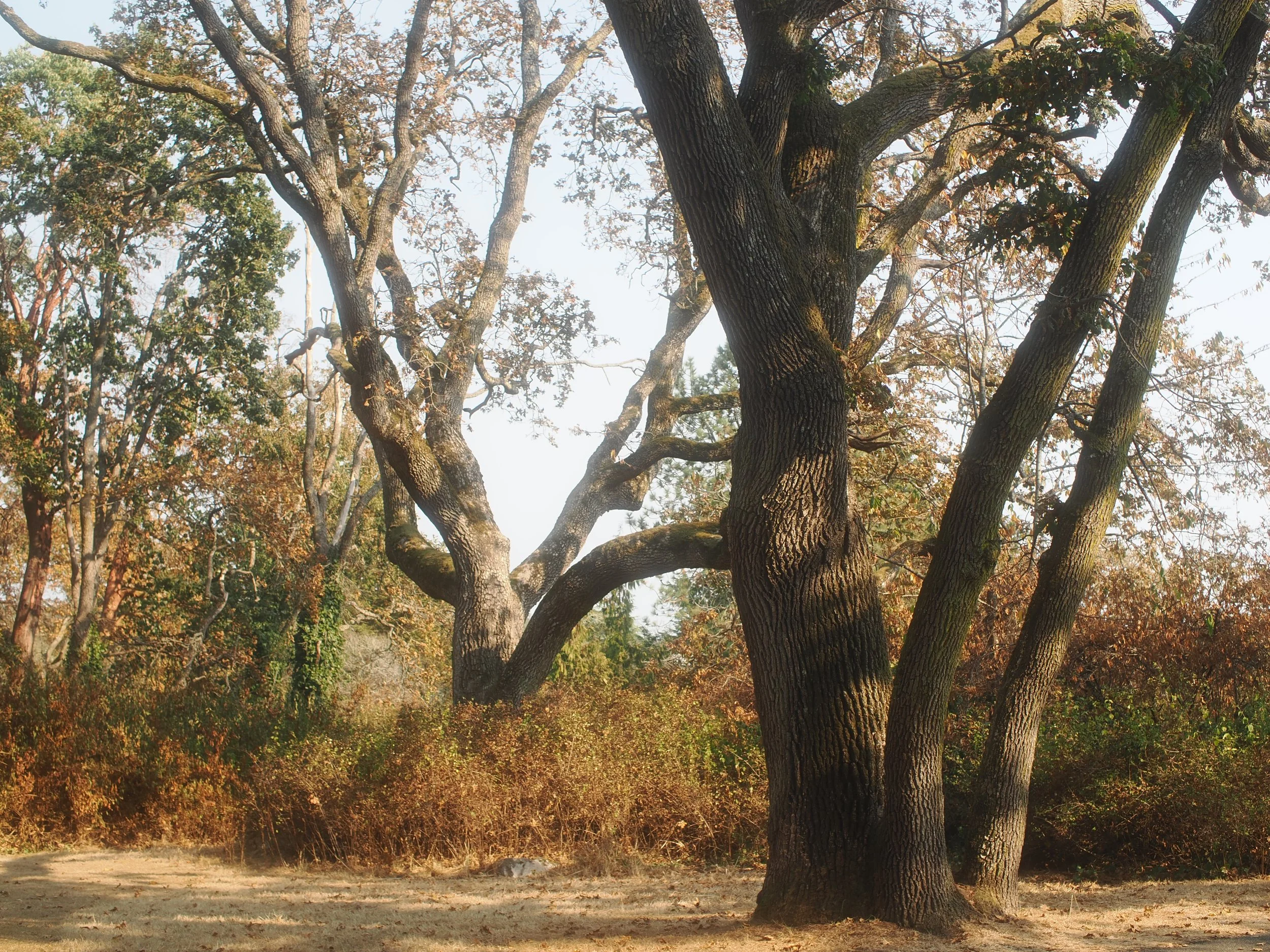 diablo 6.20.2341765.JPG