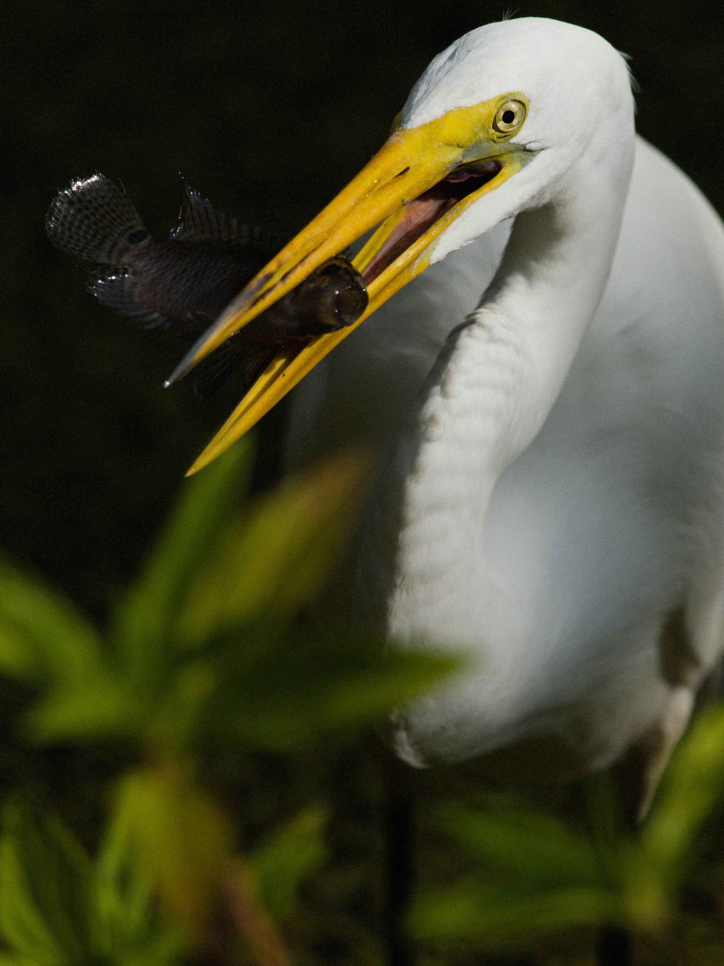 florida 4.12.237307e.jpg