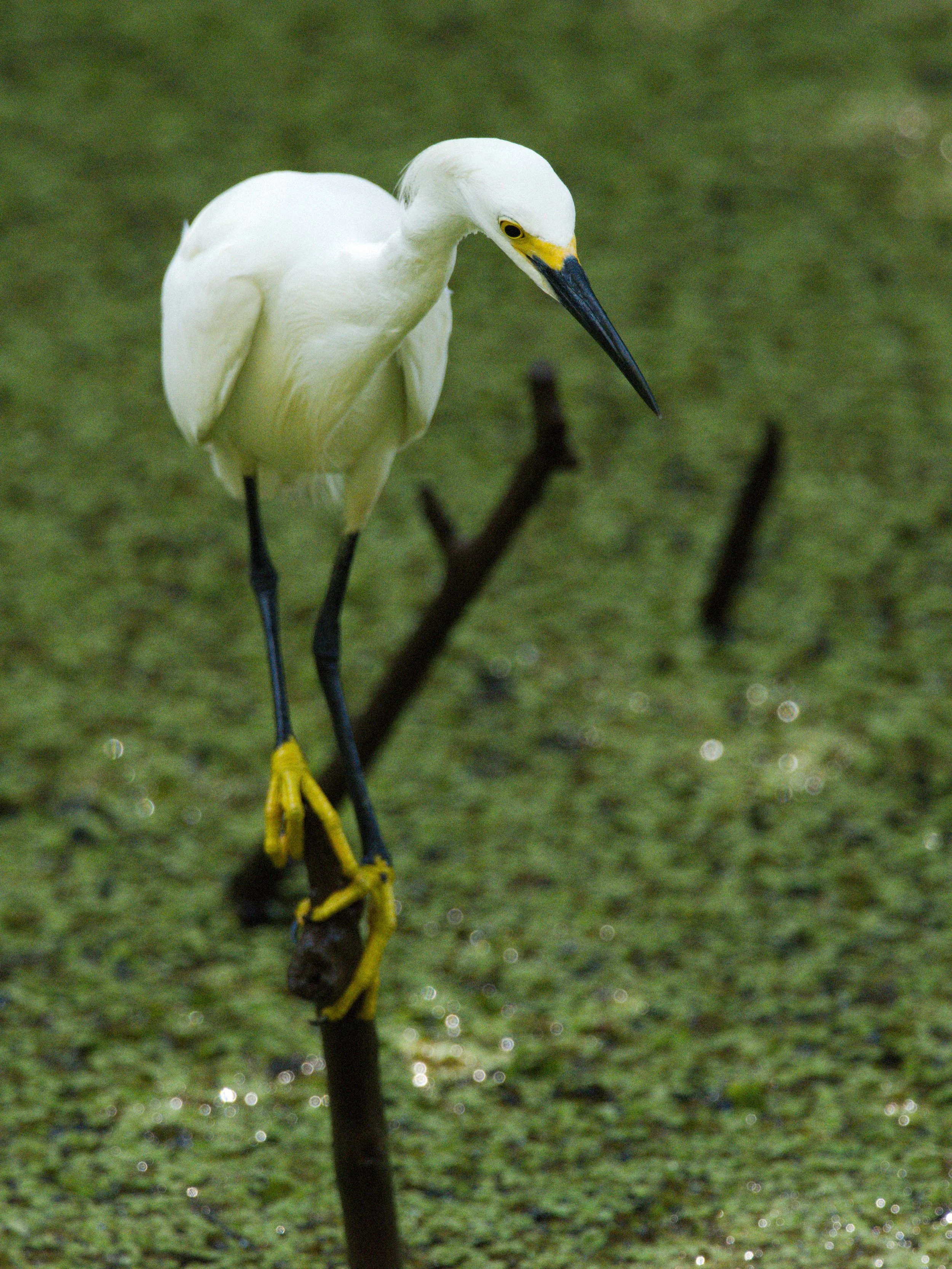 florida 4.12.237150e.jpg