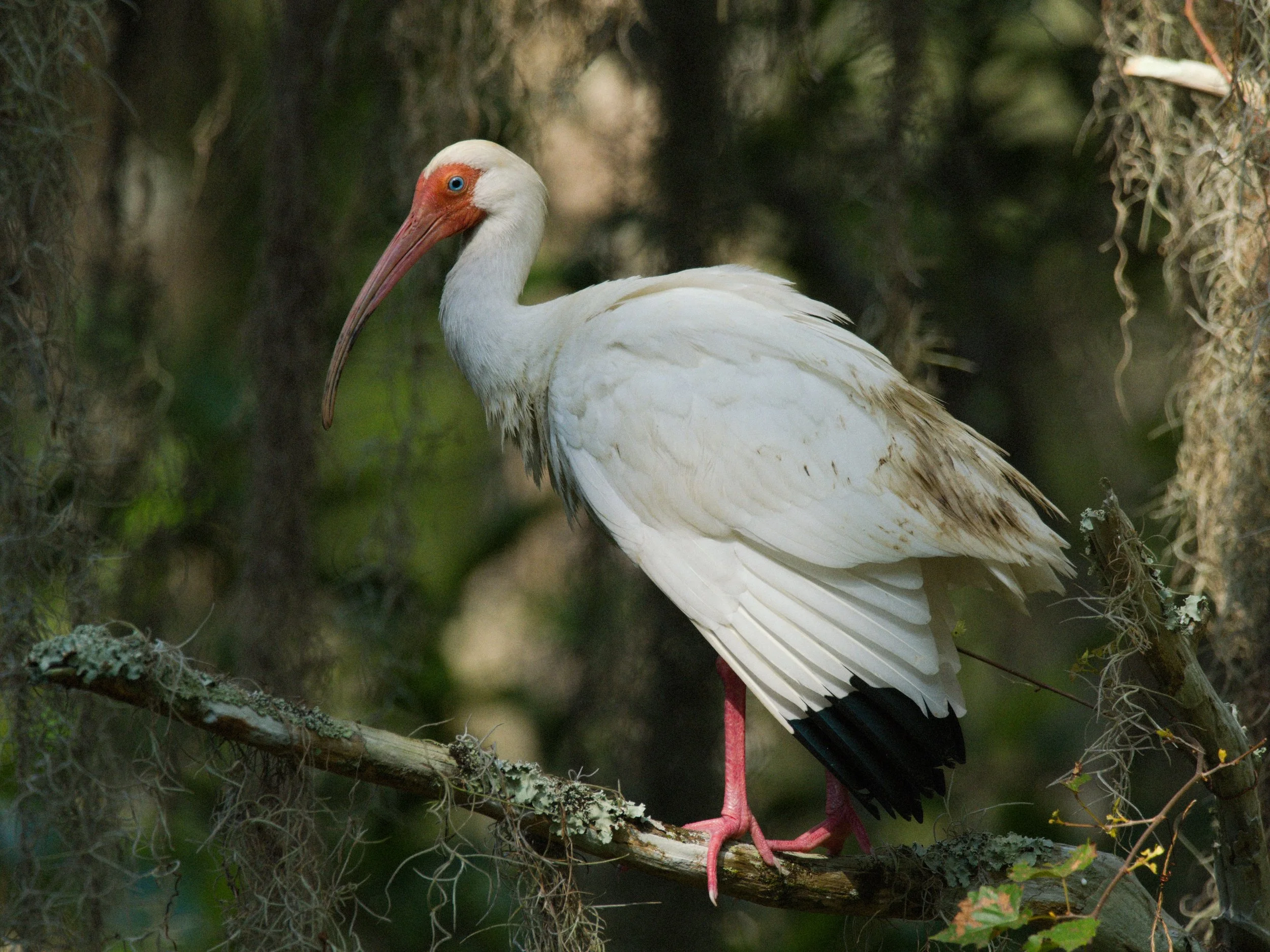 florida 4.12.237015e.jpg