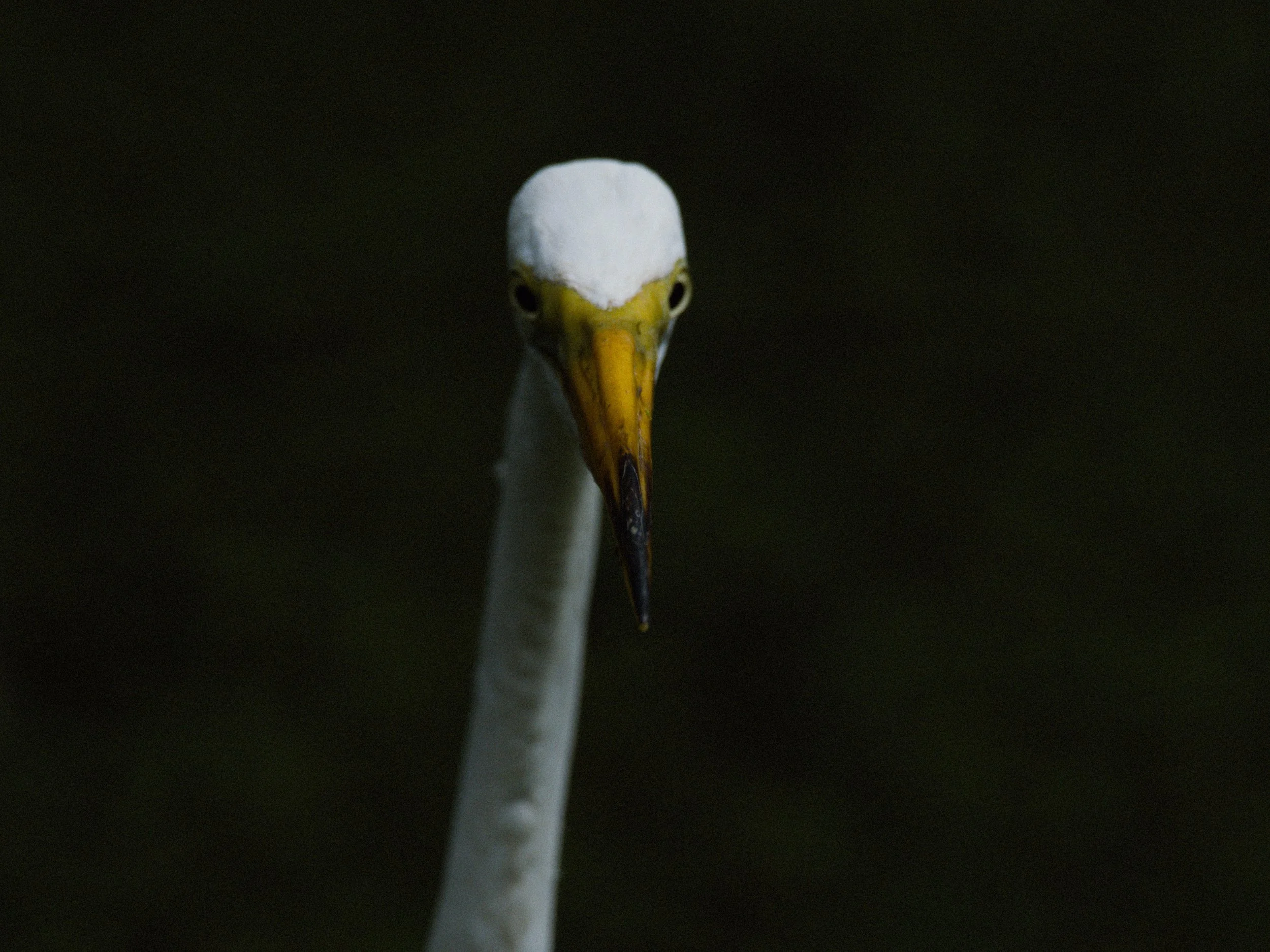 florida 4.12.234674e.jpg