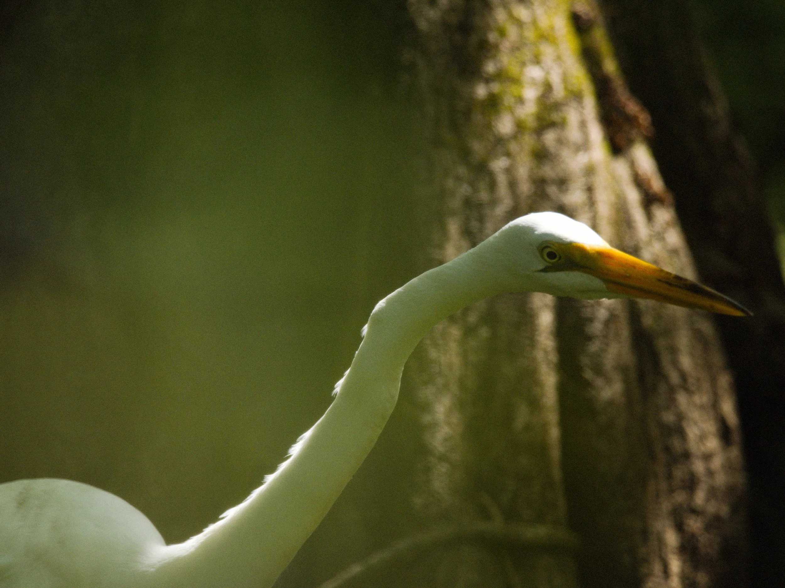 florida 4.12.234578e.jpg