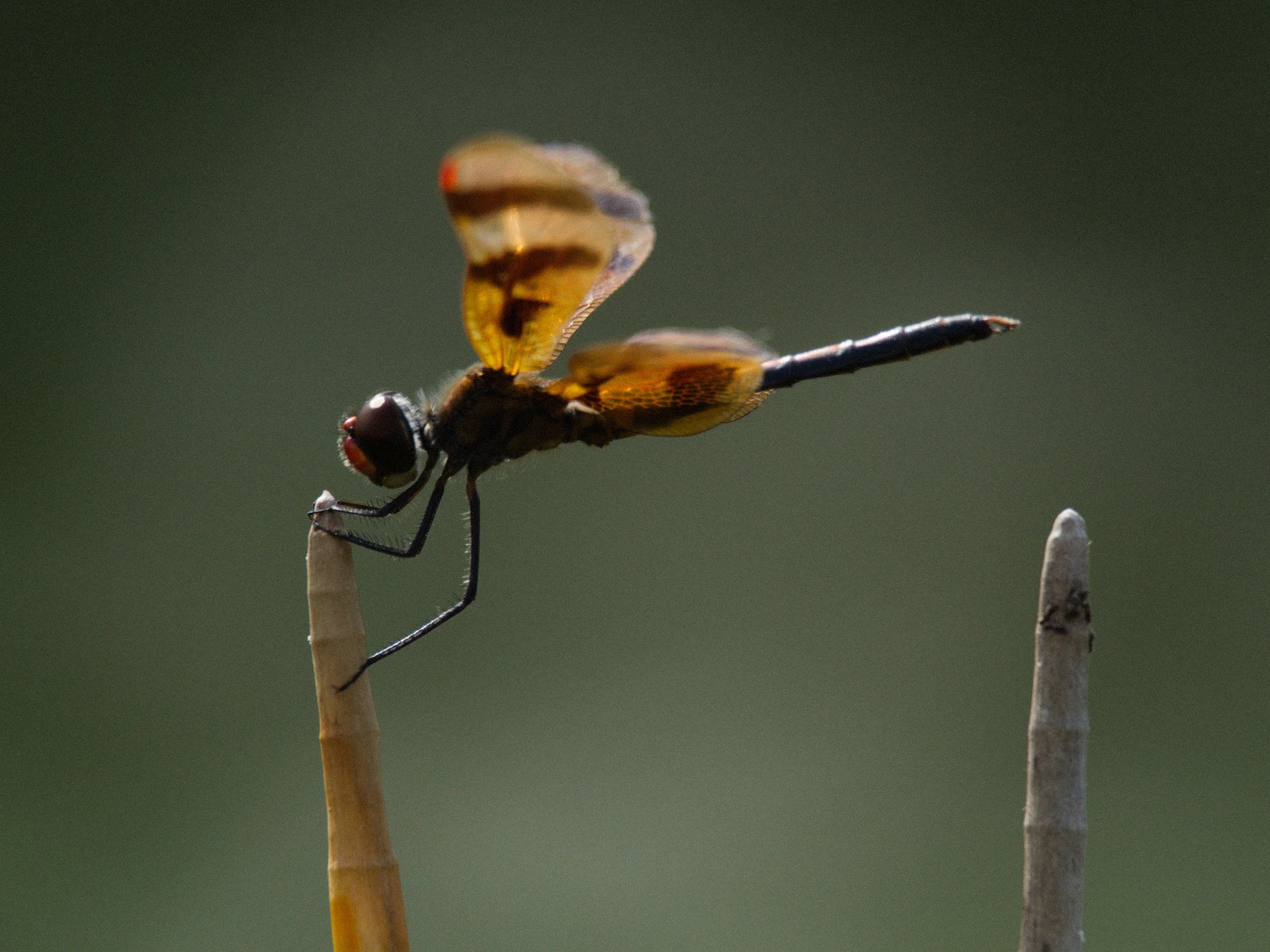 florida 4.12.234266e.jpg