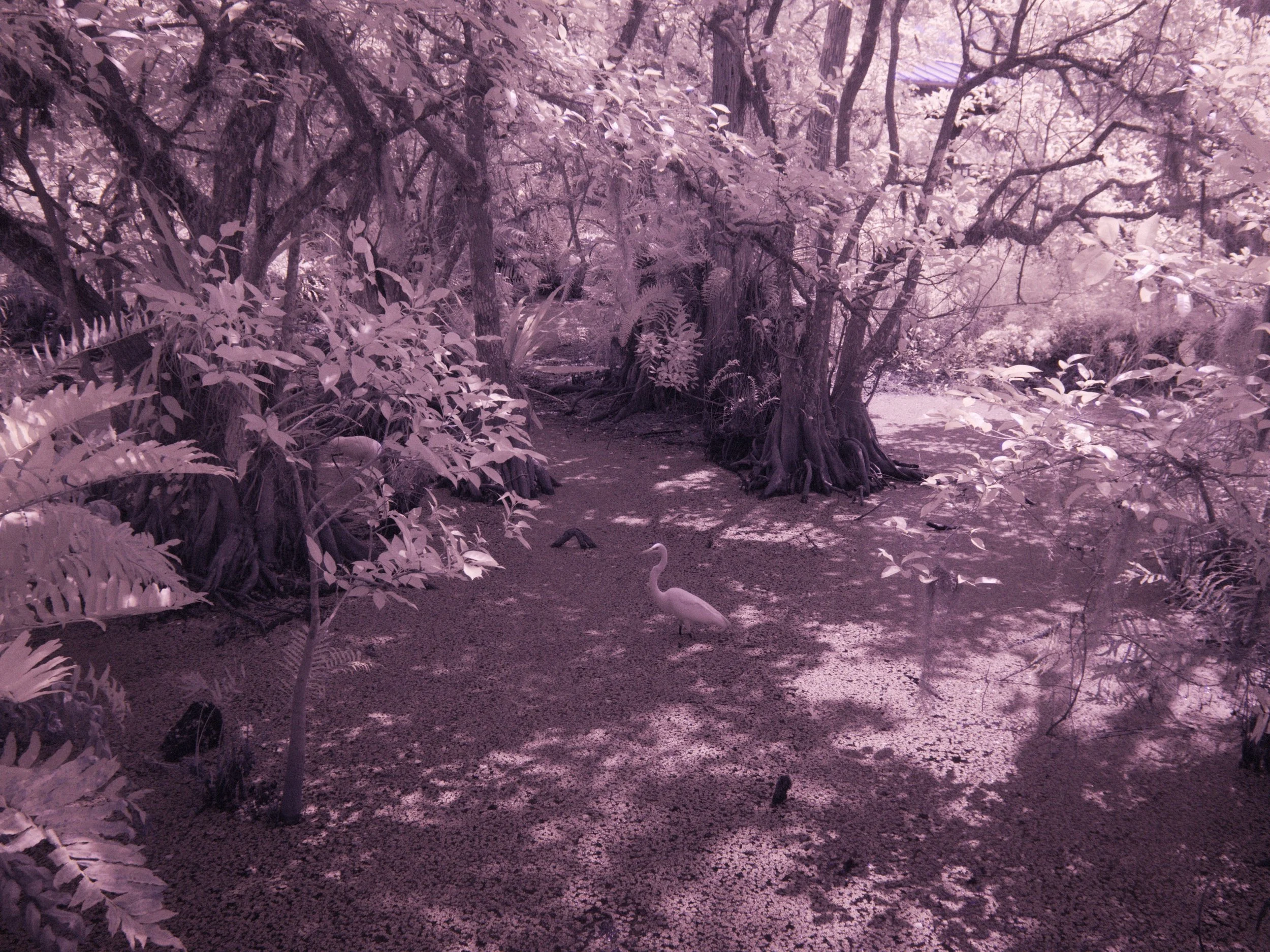 florida 4.12.238490e.jpg