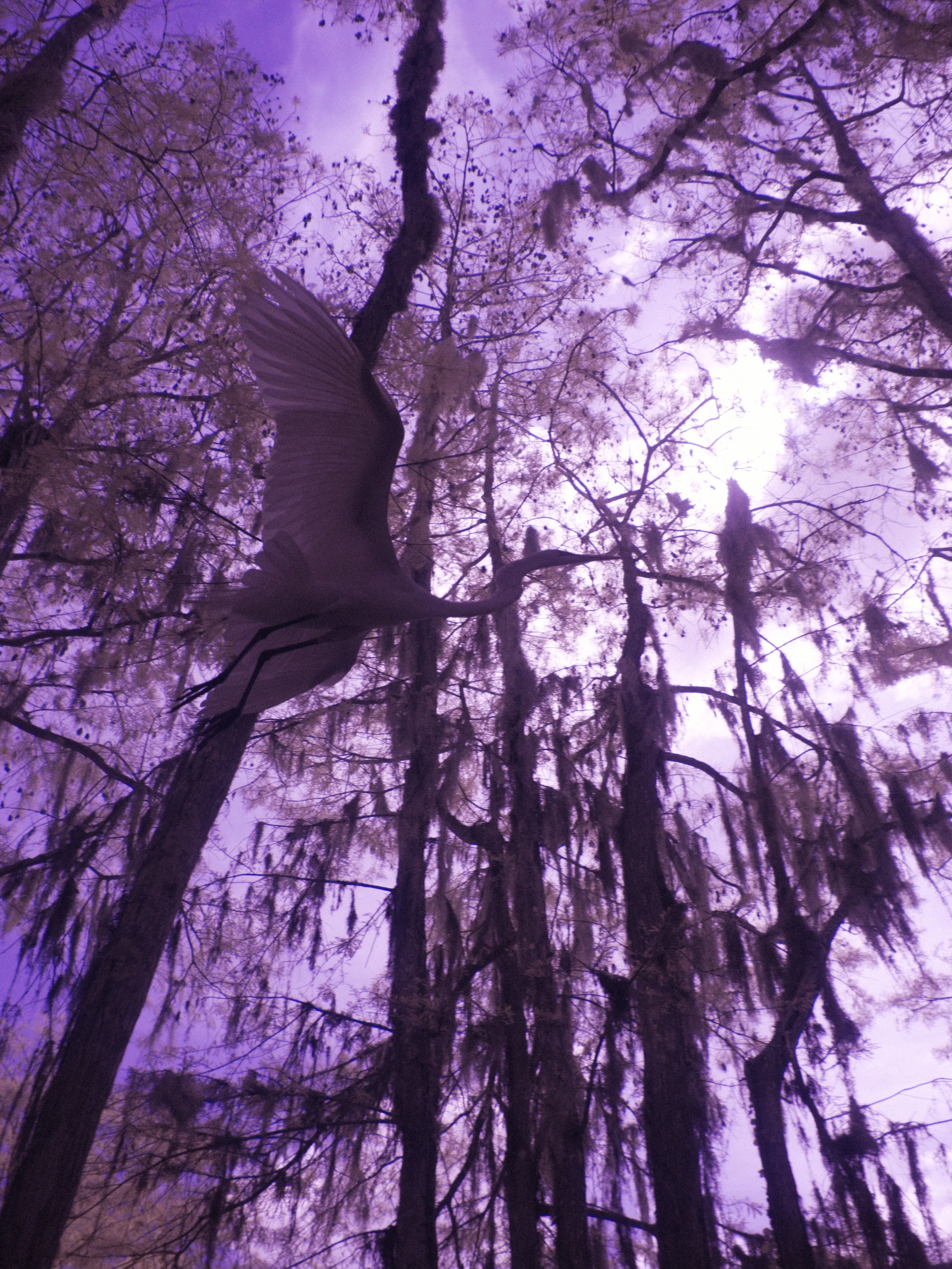 florida 4.12.238480e.jpg