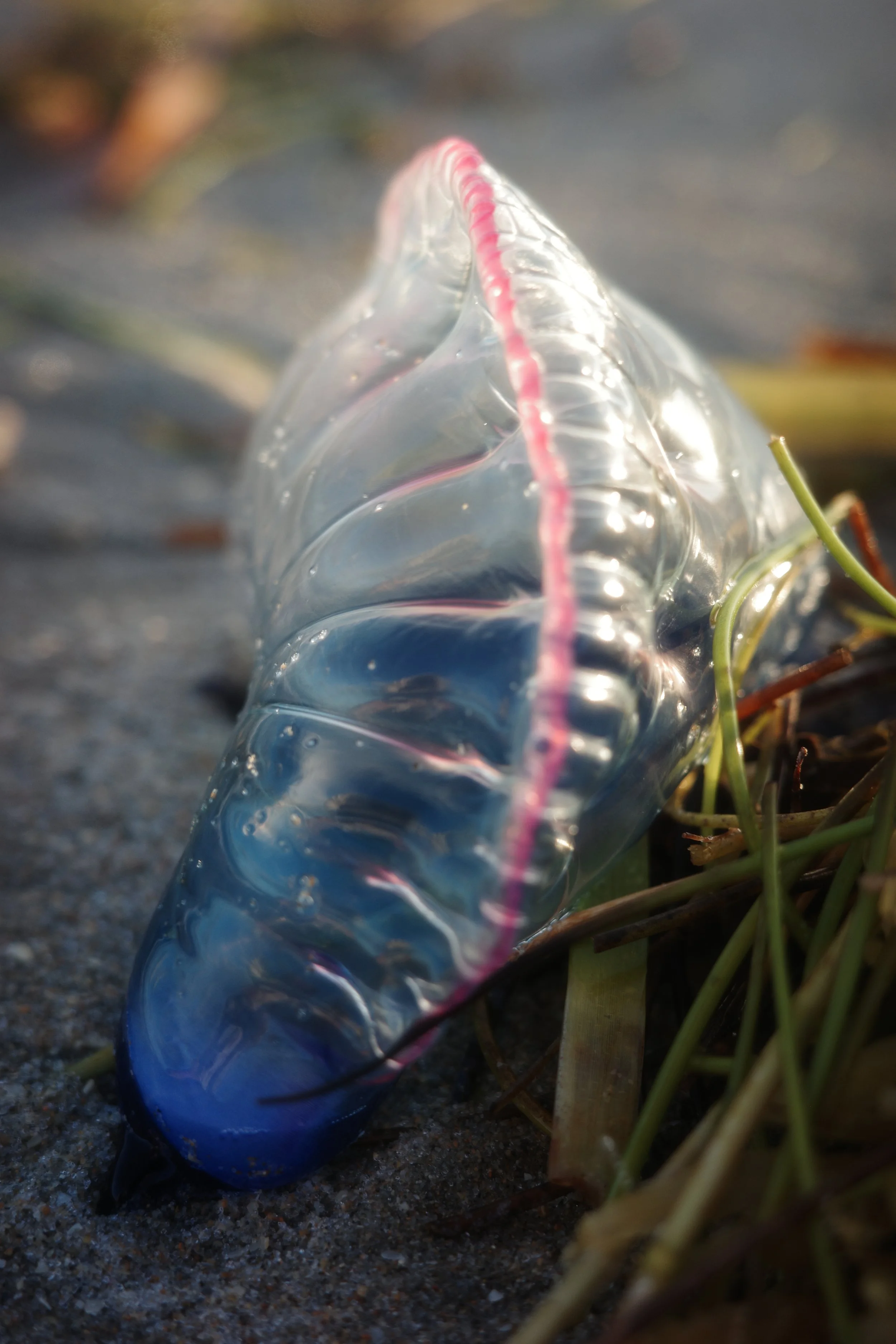 delray 1.12.2522833.JPG