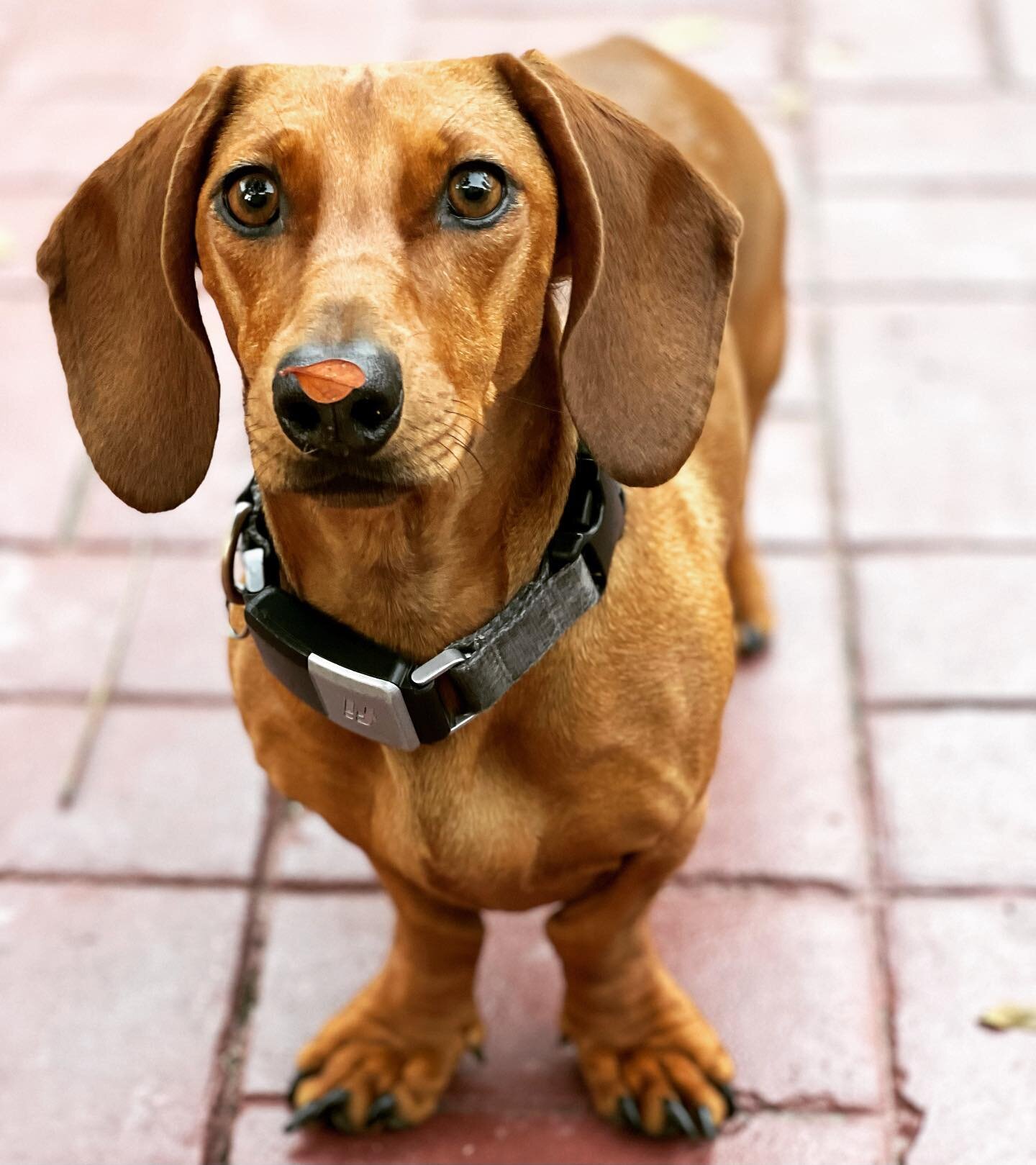 There is nothing greater than the sheer focus Layla has when there is something in your hand that she wants. #Dachshund #weinerdog #wienerdog #dachshundpuppy #puppy #dog #dogs #dogoftheday #dogsofinstagram #pet #pets #petsofinstagram #petsagram #layl