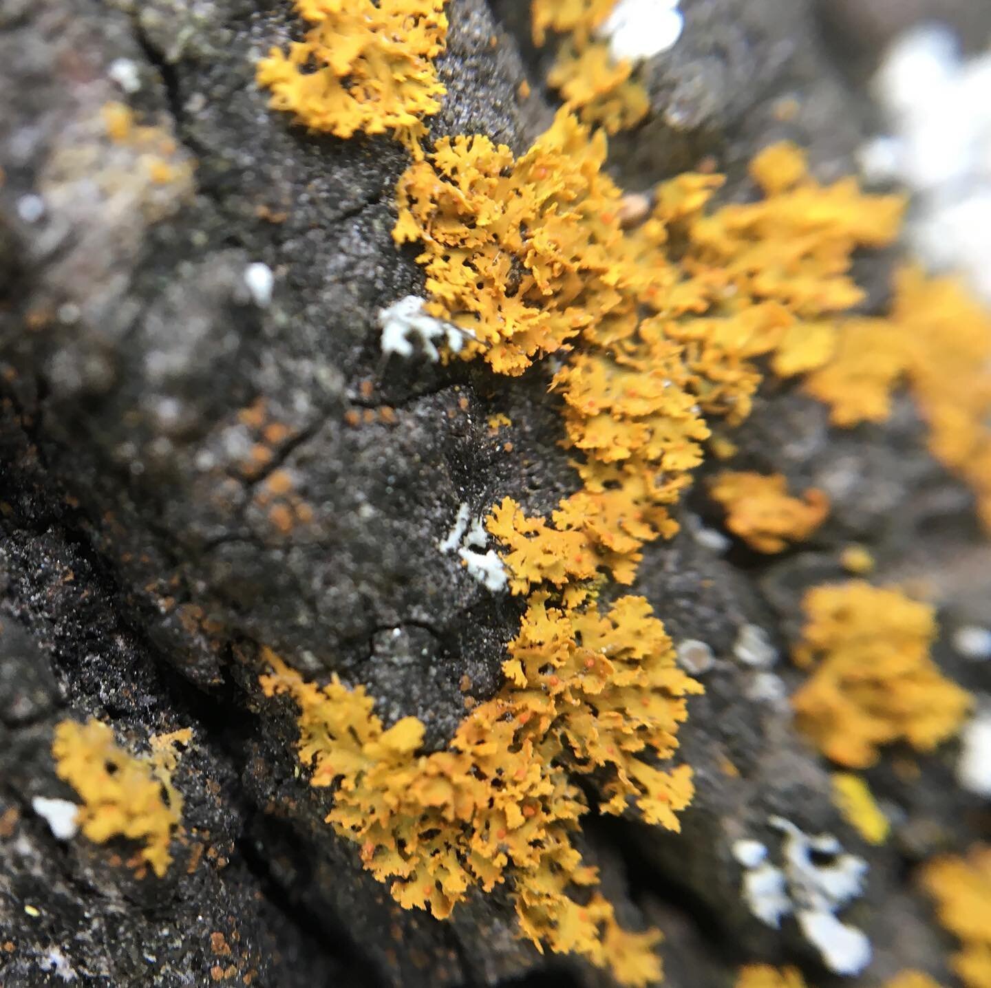 Sorry for the lack of updates, folks. Haven&rsquo;t been feeling very creative lately. Here&rsquo;s some #lichen I captured recently with my #macro lens. I love the warmth and intensity of this color! #ochre #yellow #golden #fungi #jaylilliane #surfa