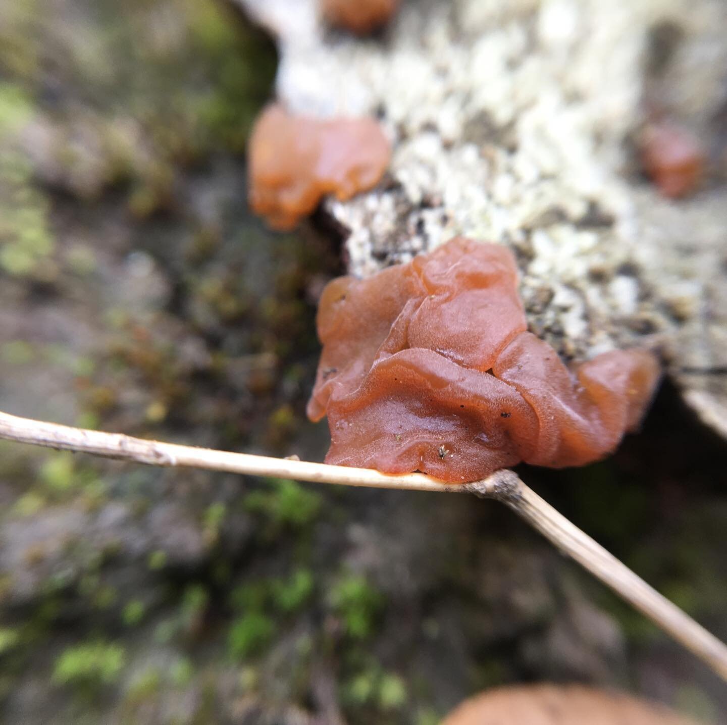 Some new #macro shots from my hike today. Tons of #amanitavelosa and #peziza as well as maybe some #inocybe and #lichen #jaylilliane #mycology #sdmyco #myco #mushrooms #fungi #sandiego #mushroomhunter