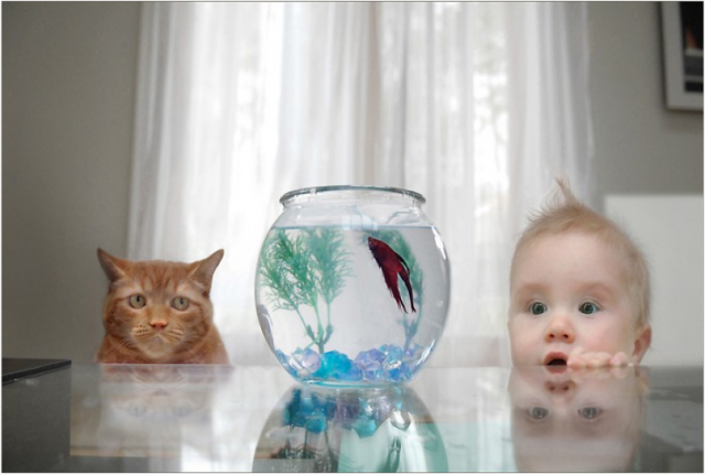 CAT-BABY-GOLDFISH-640x430.png