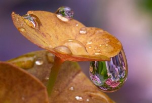 mushroom2-300x203.jpg