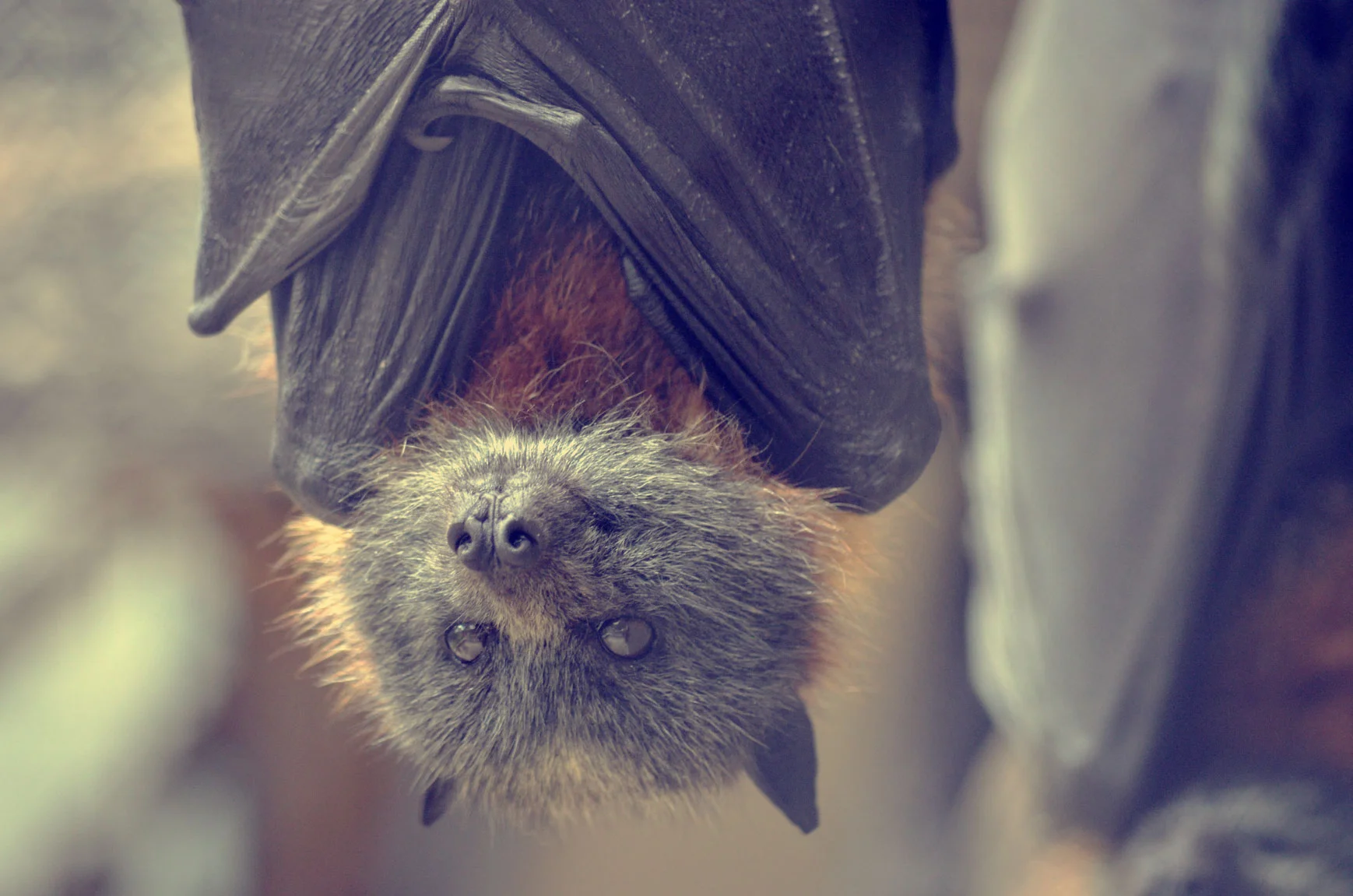 Bat