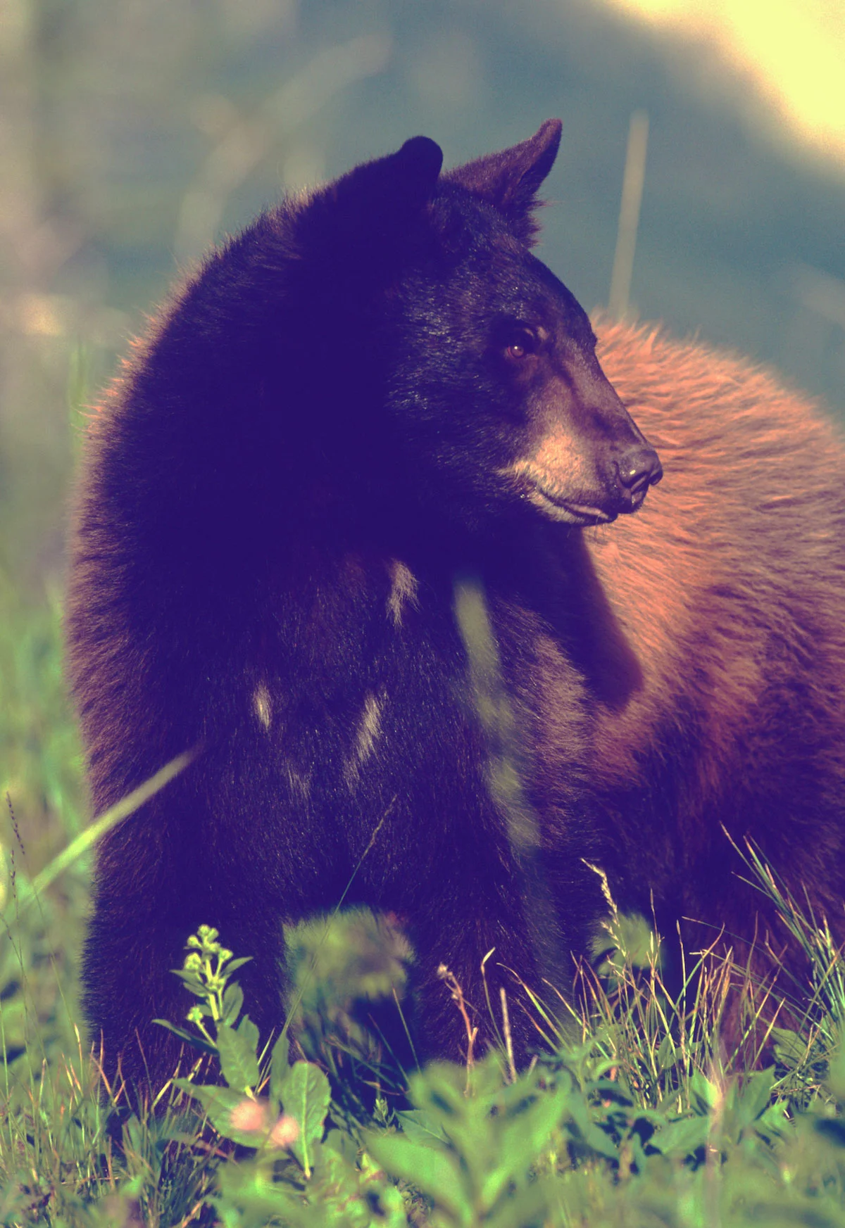 Bear