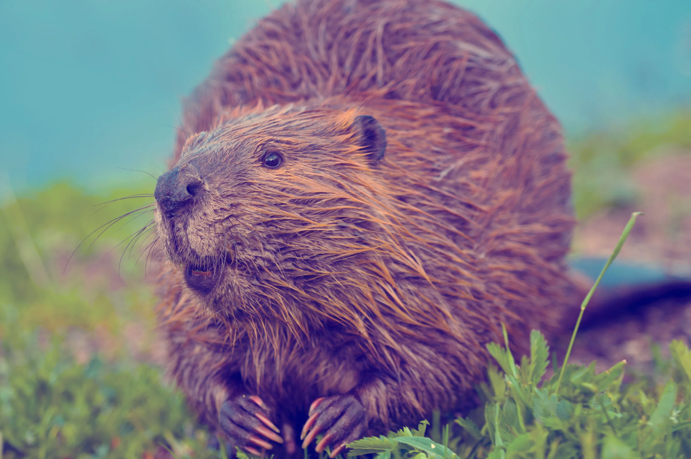 Beaver