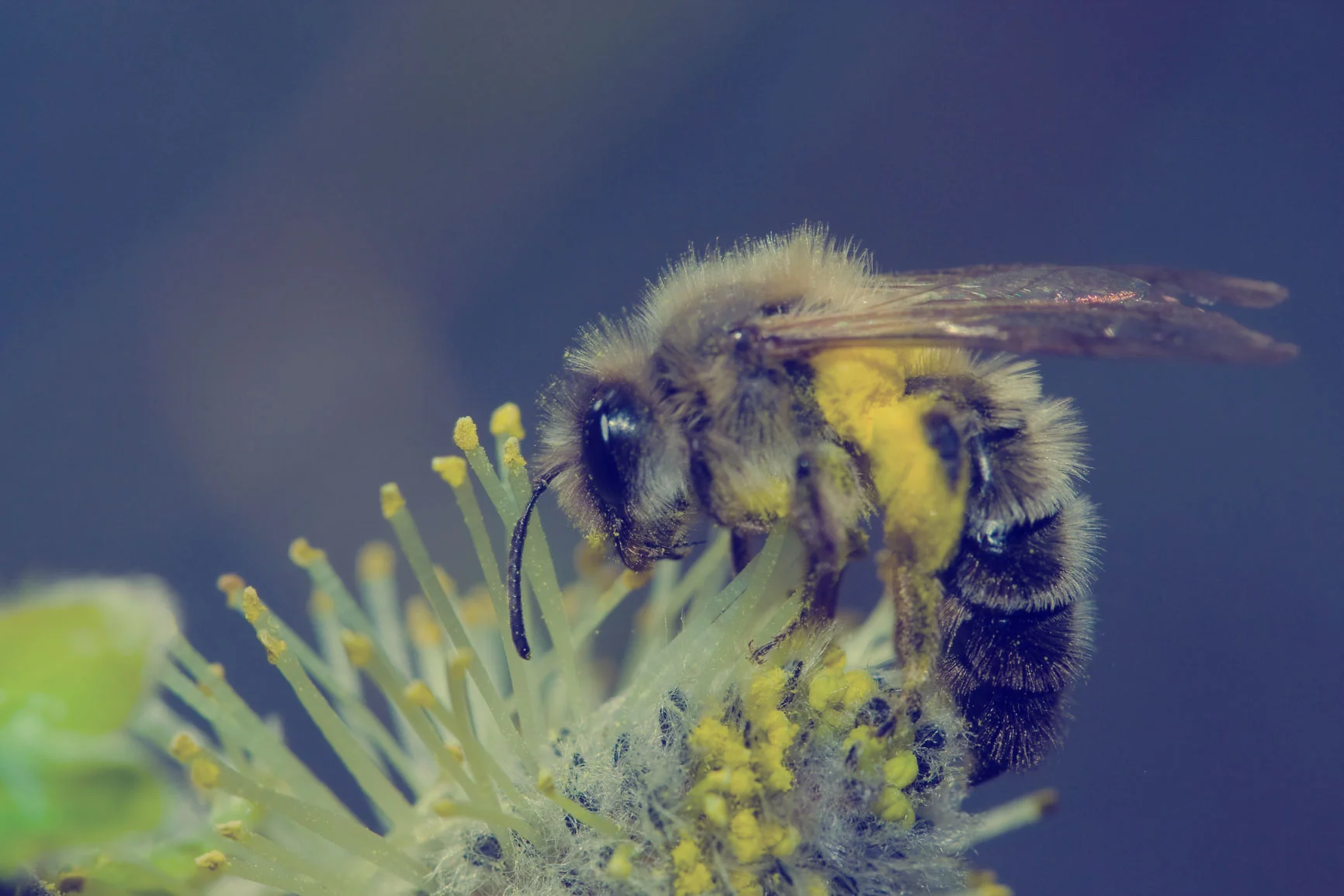 Bee