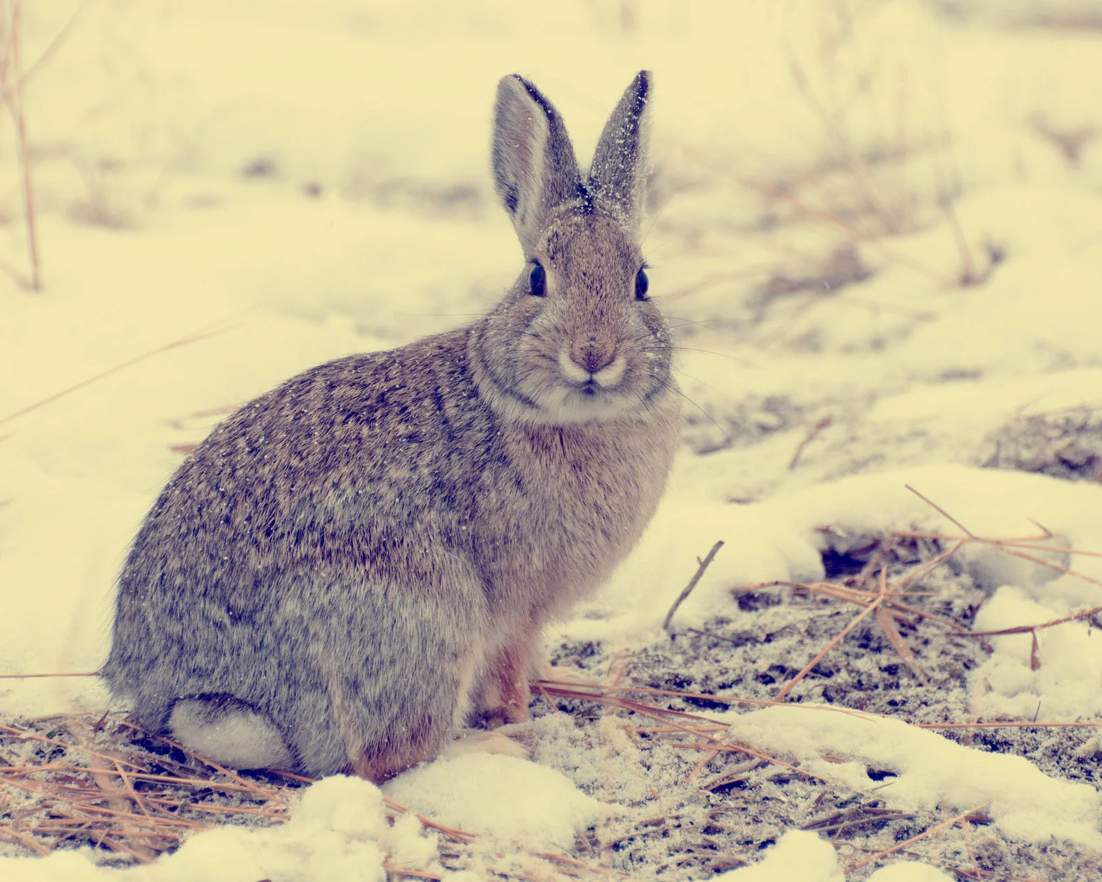 Rabbit