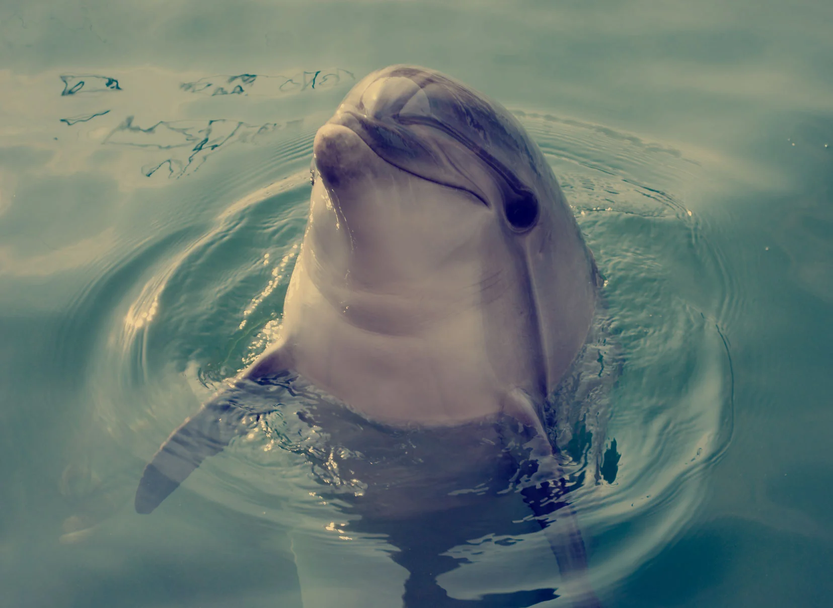 Dolphin