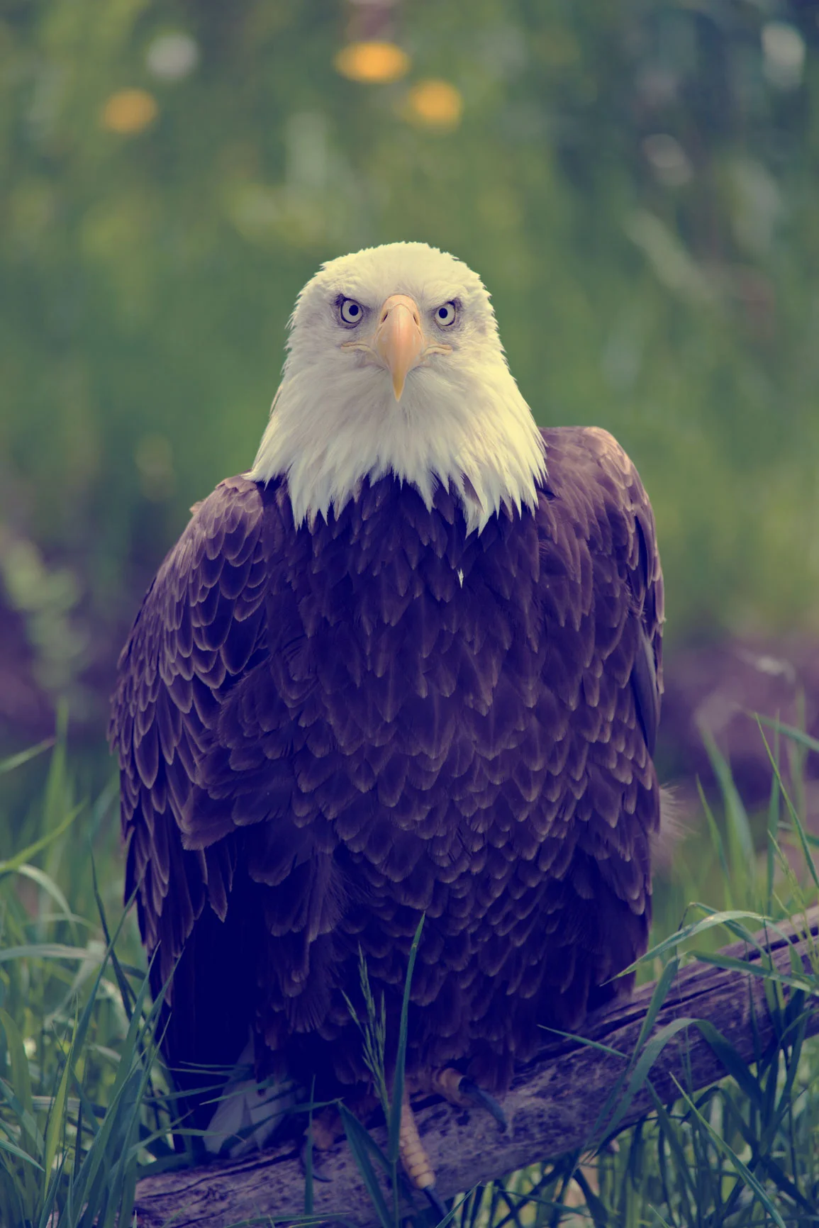 Eagle