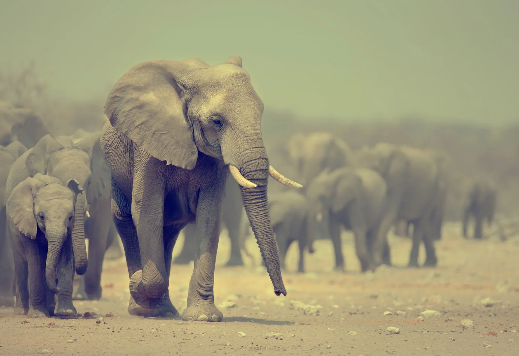 Elephant