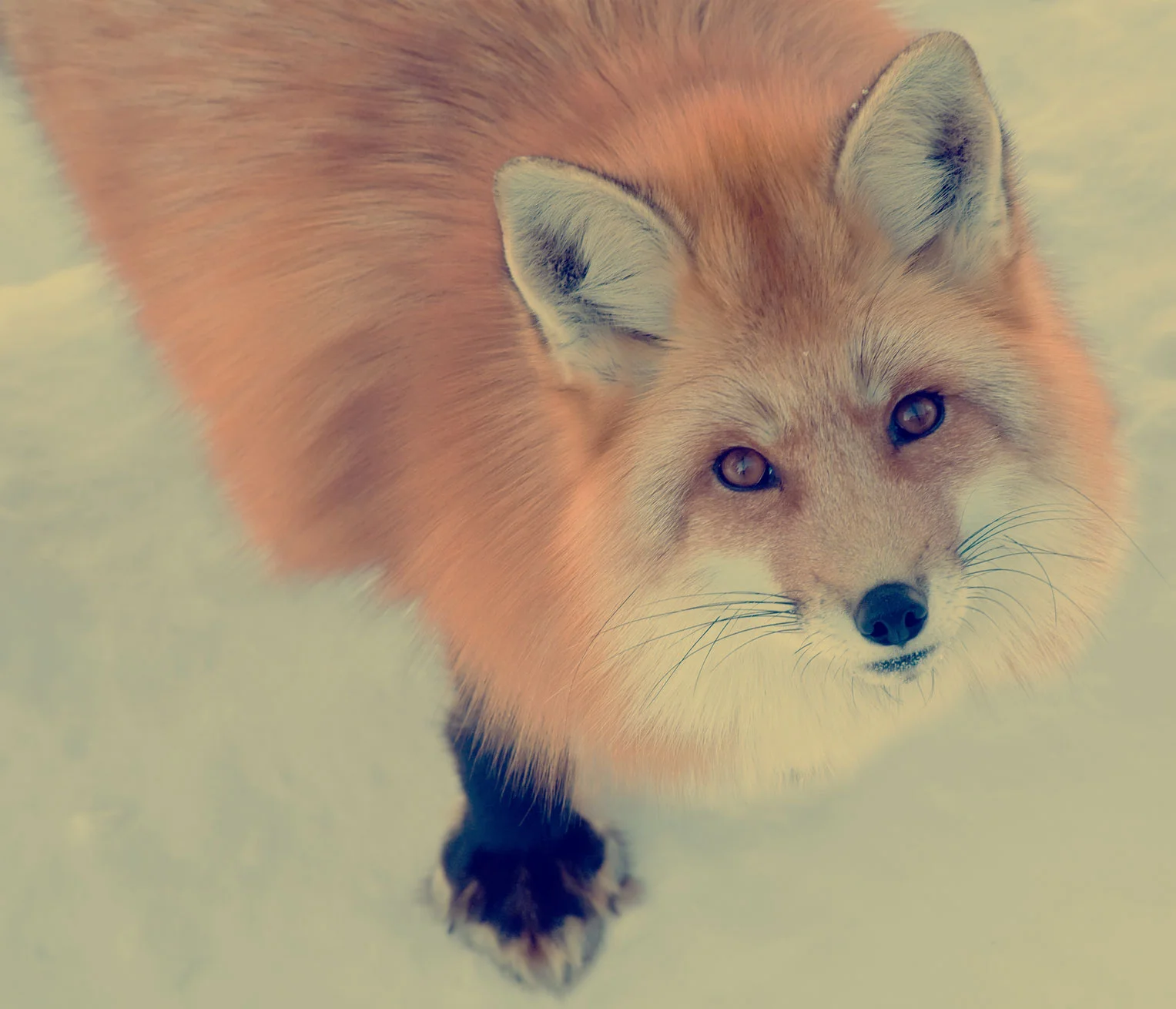 Fox