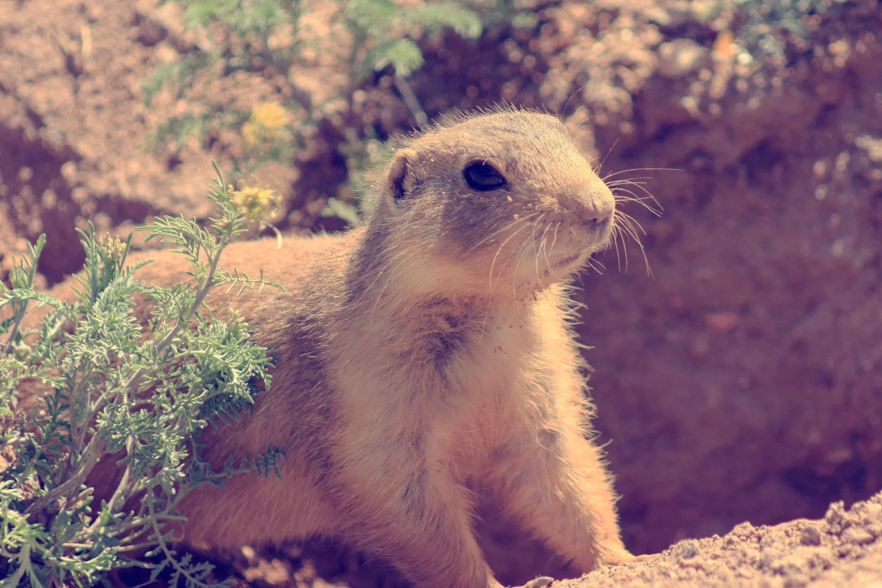Gopher