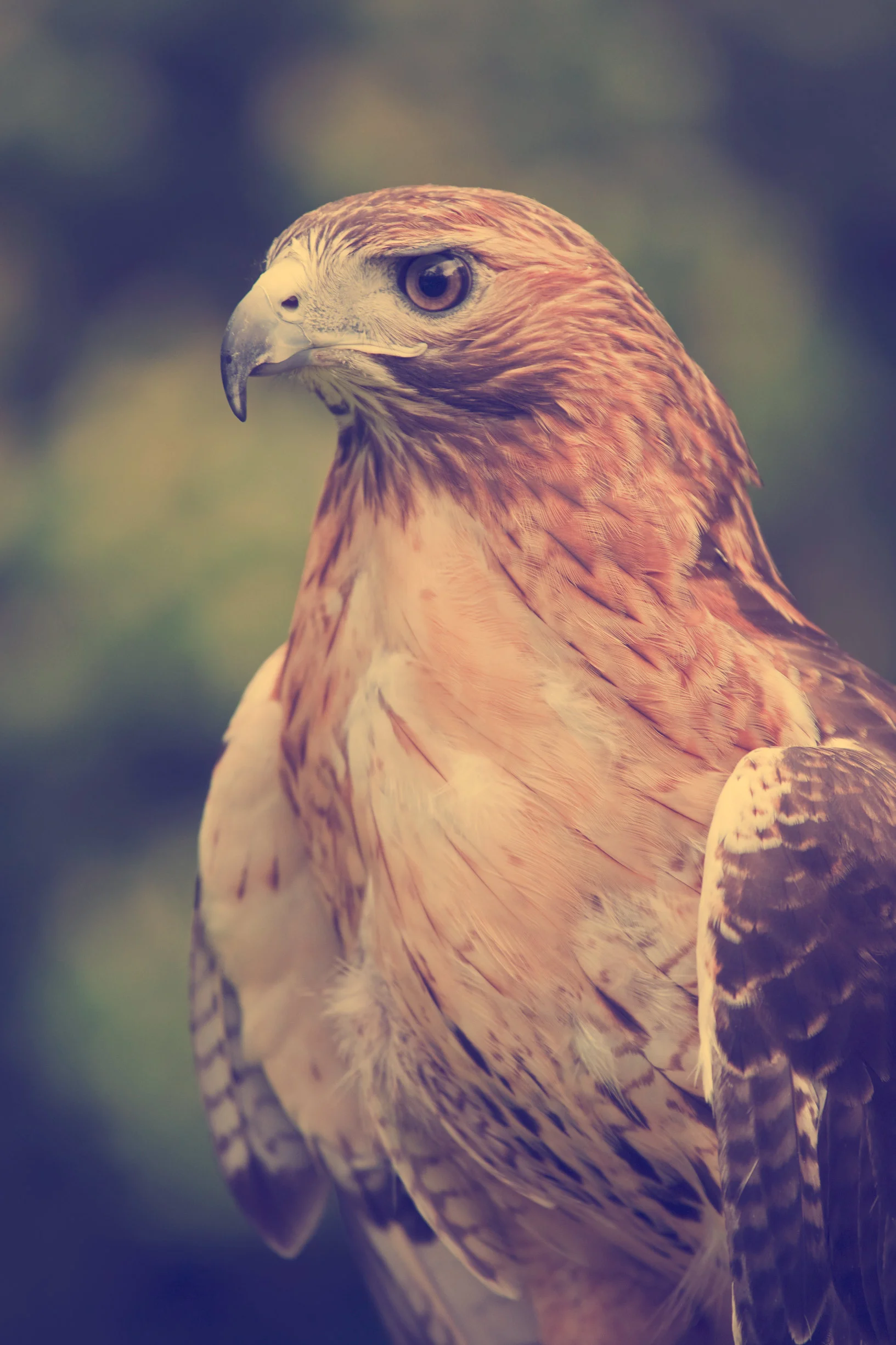 Hawk