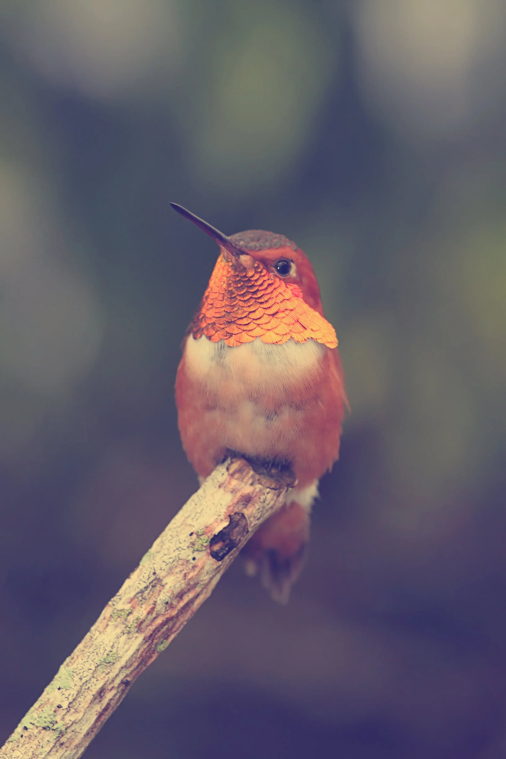 Hummingbird