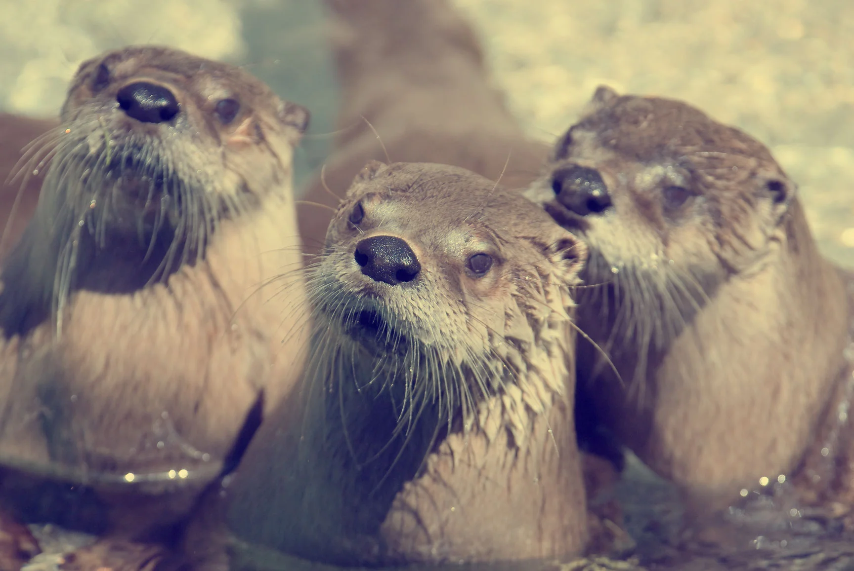 Otter