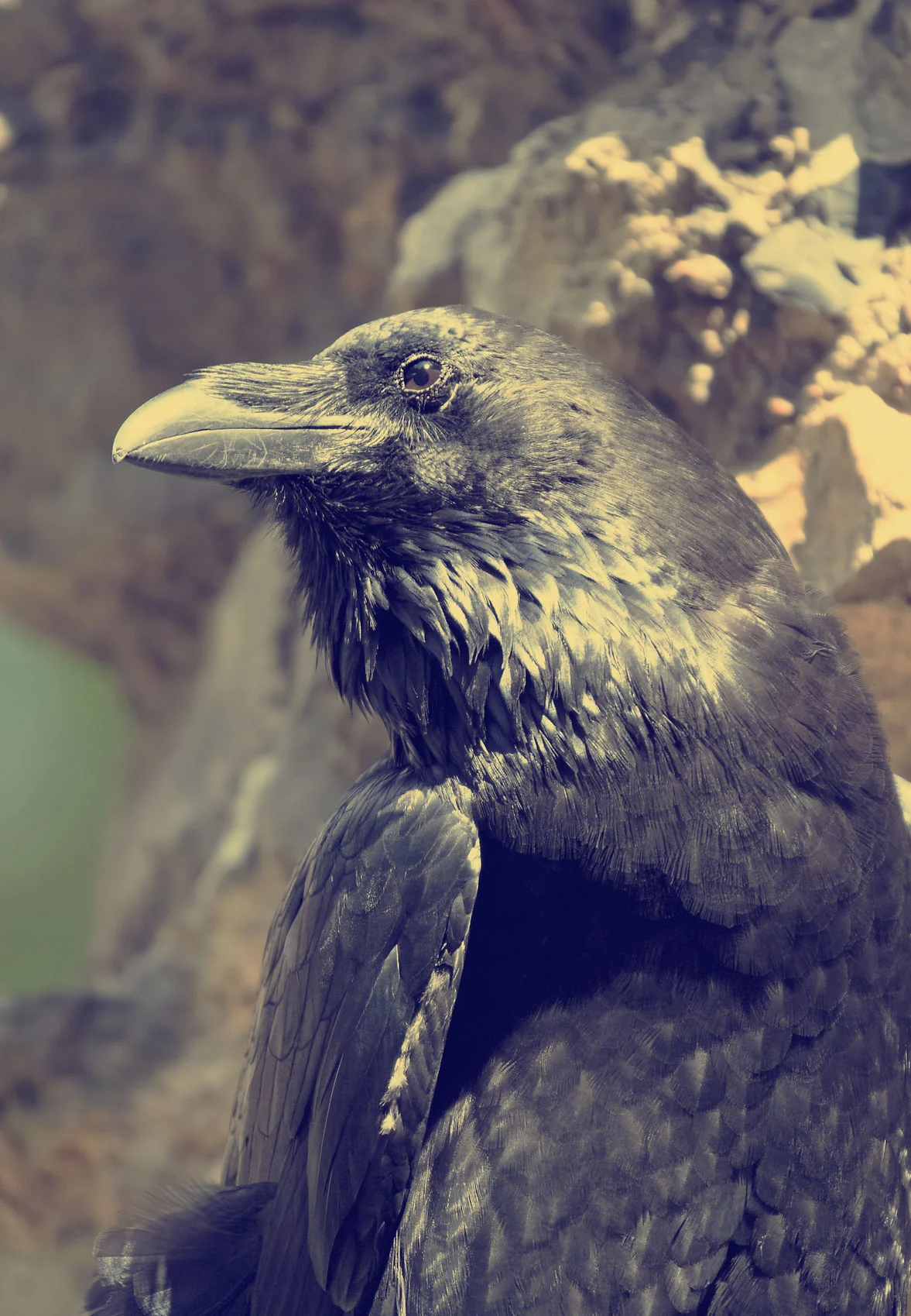 Raven