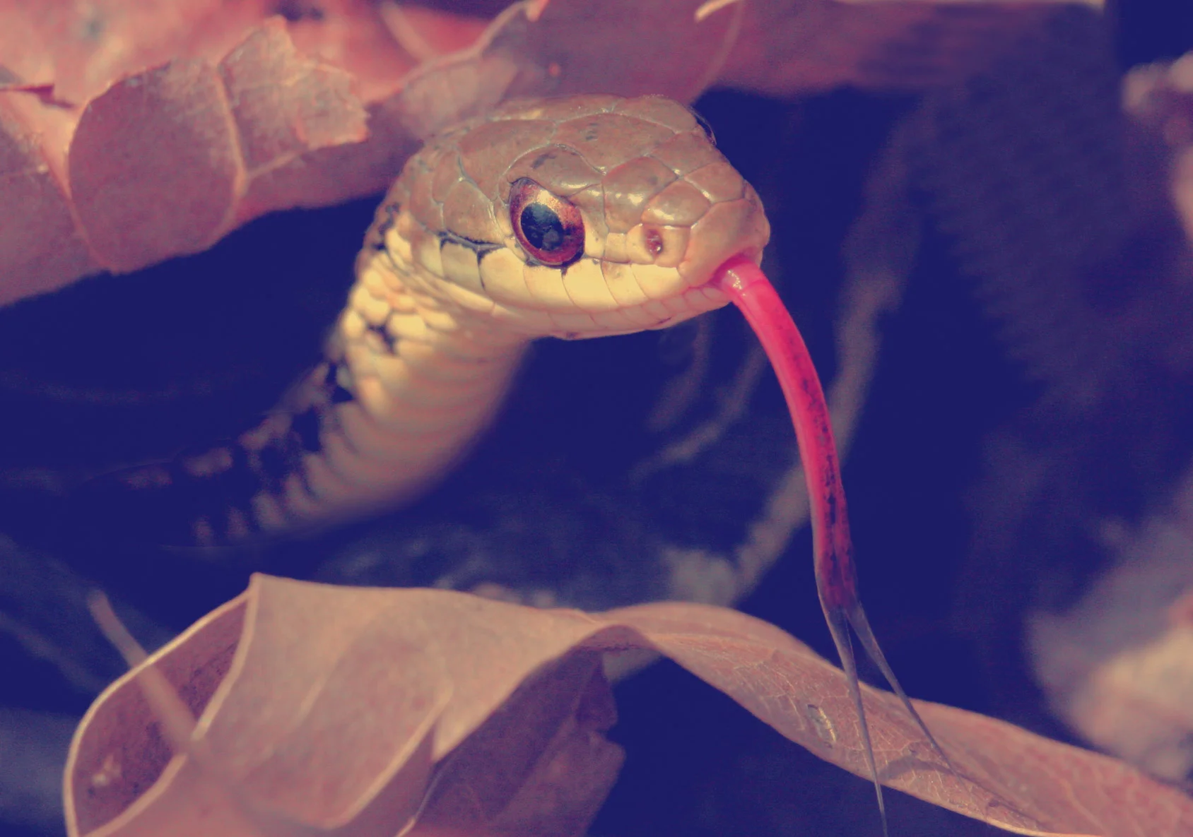 Snake