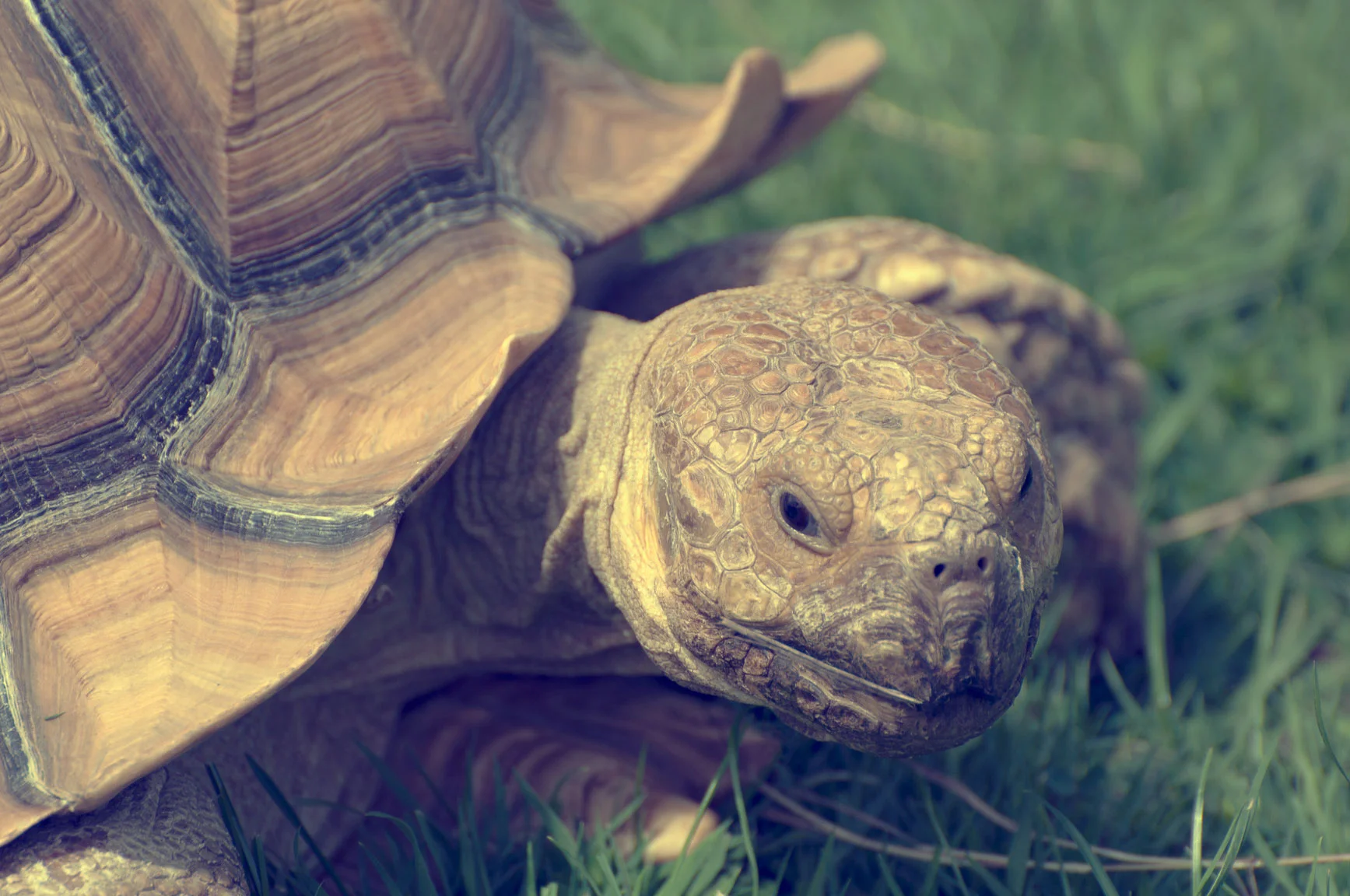 Tortoise