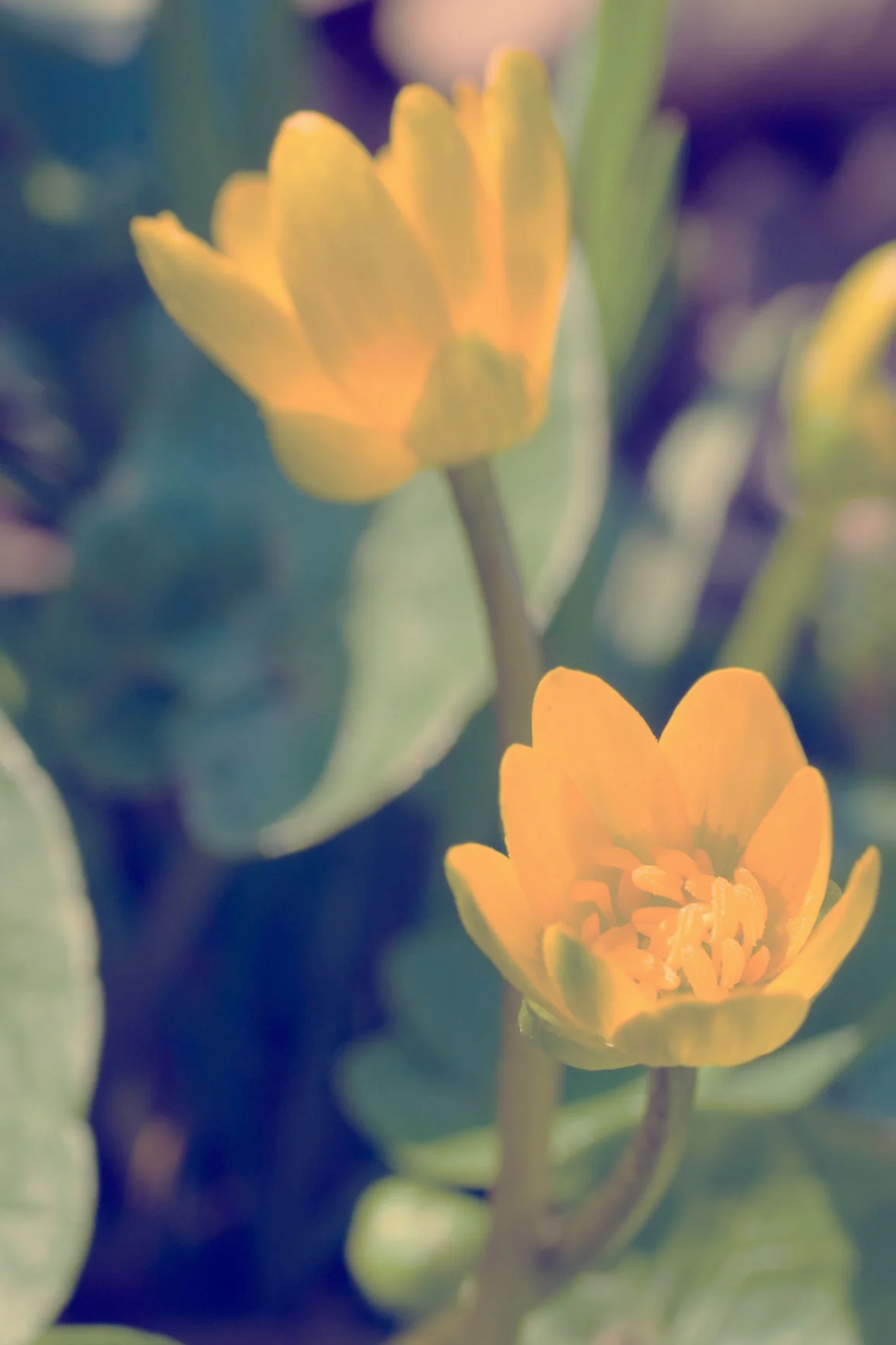 Aconite