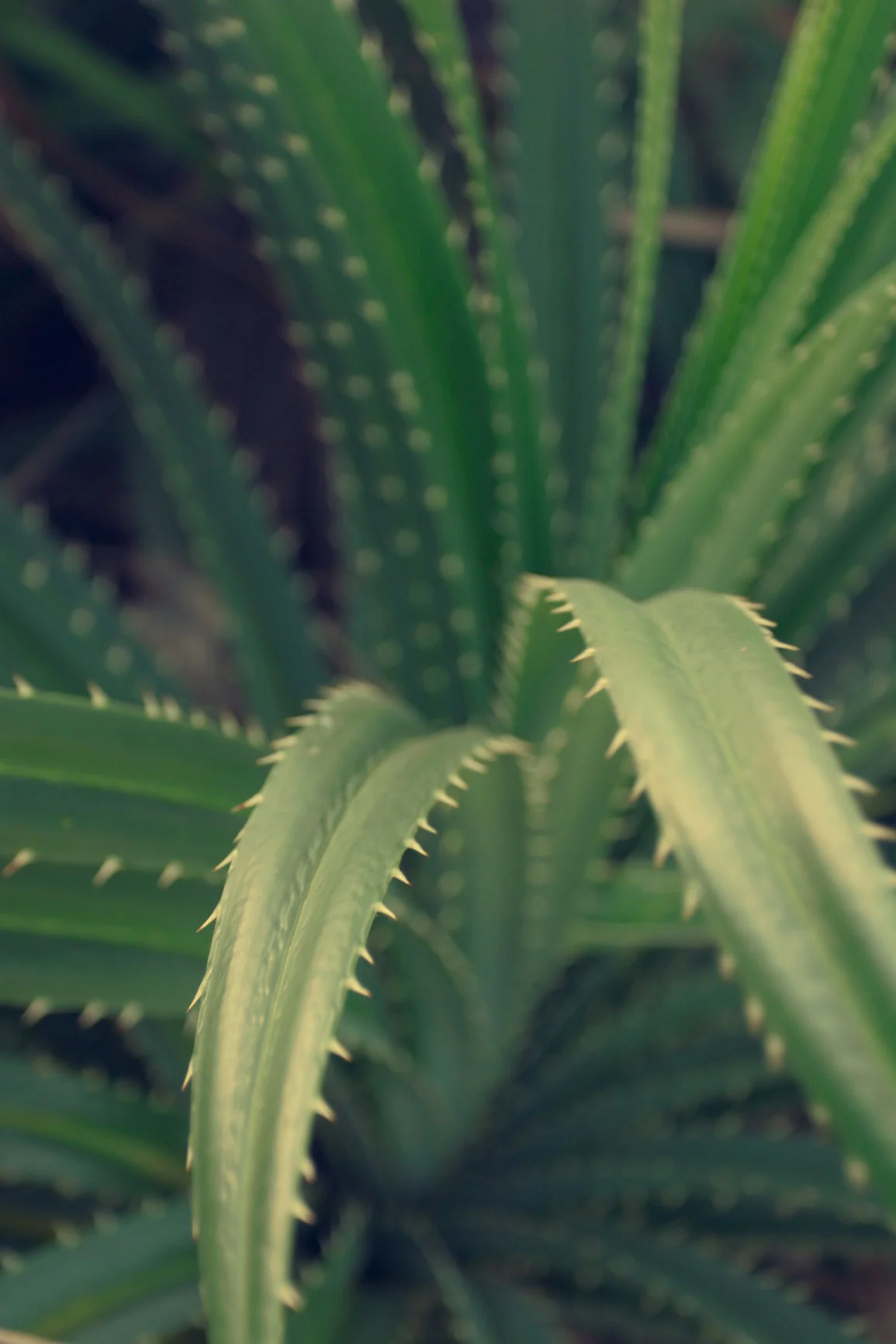 Aloe