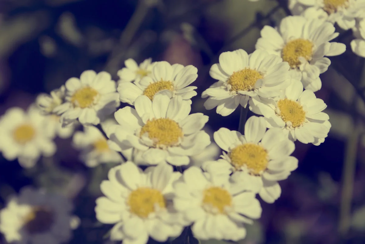 Chamomile