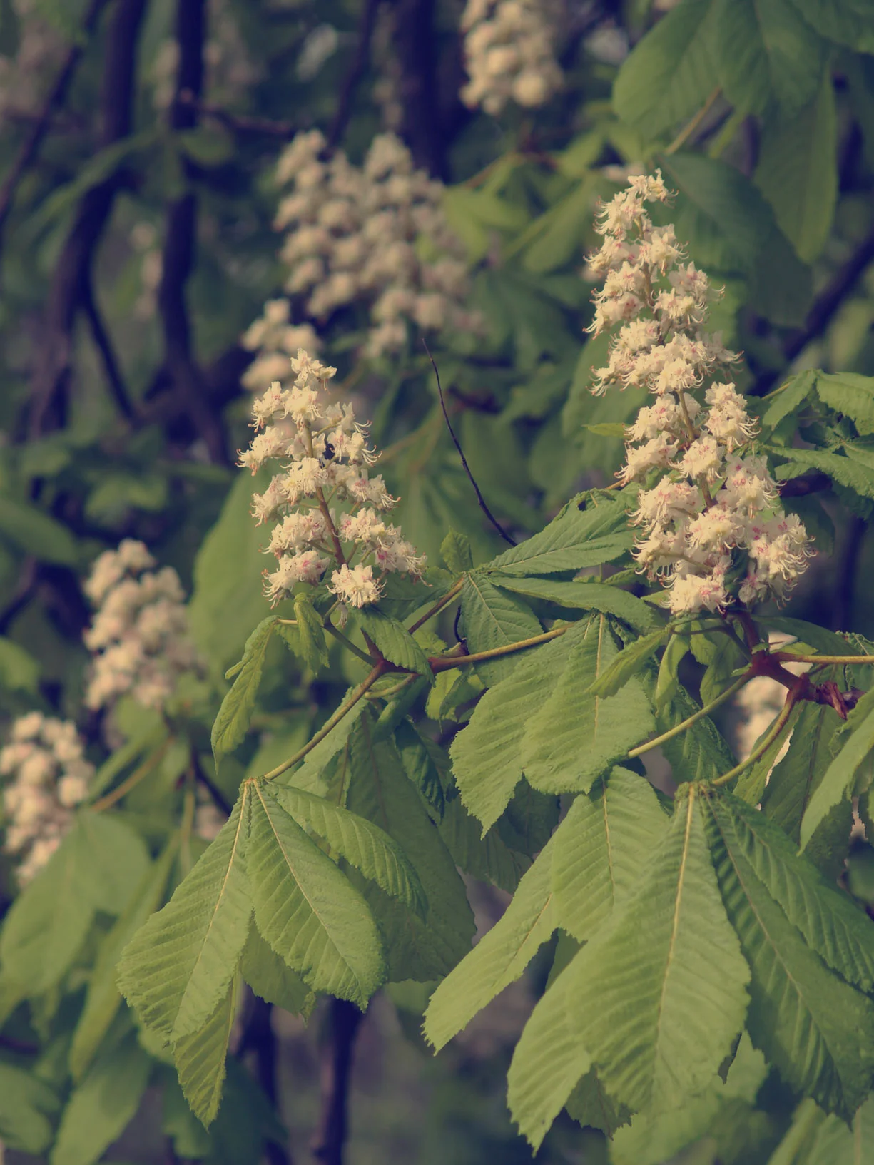 Horse Chestnut