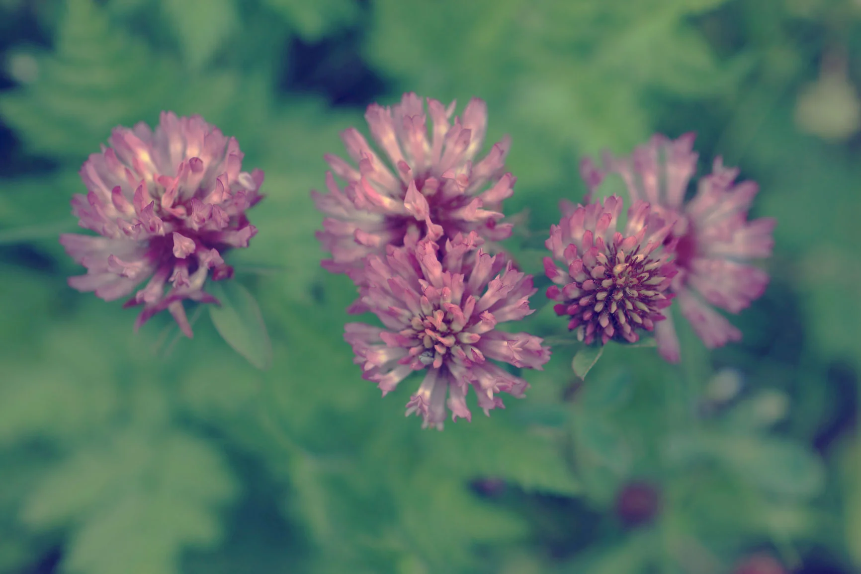Red Clover