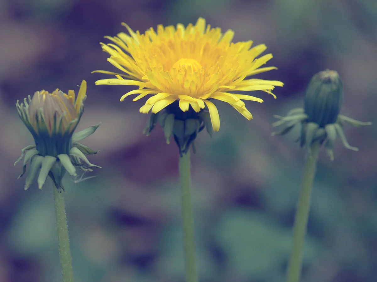 Dandelion