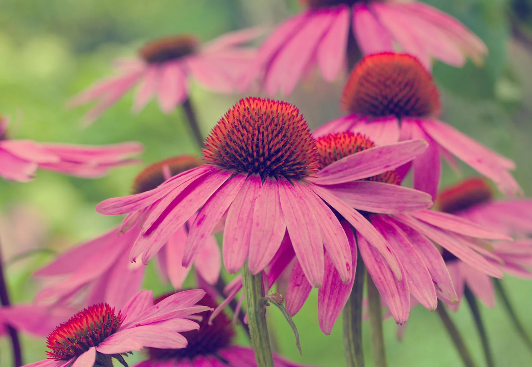 Echinacea