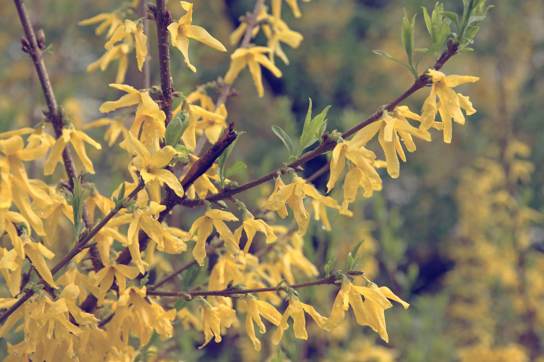 Forsythia