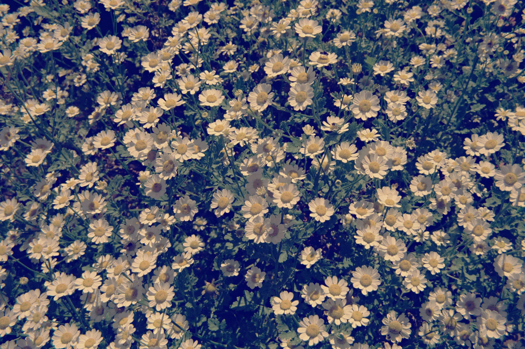 Feverfew
