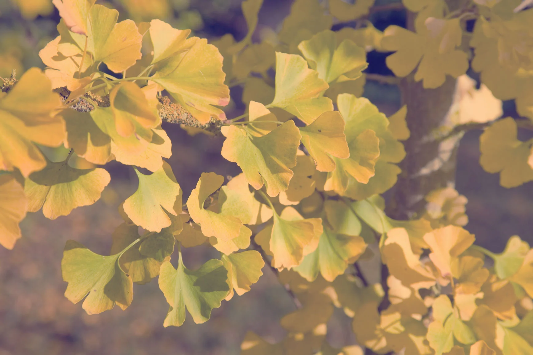 Gingko