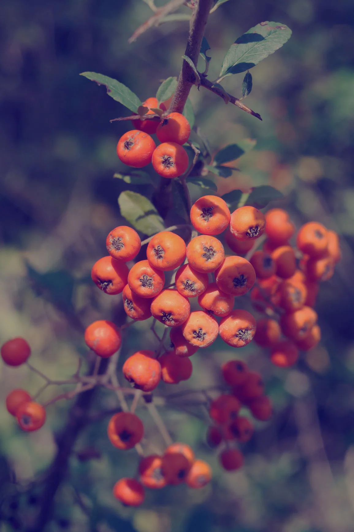 Hawthorn