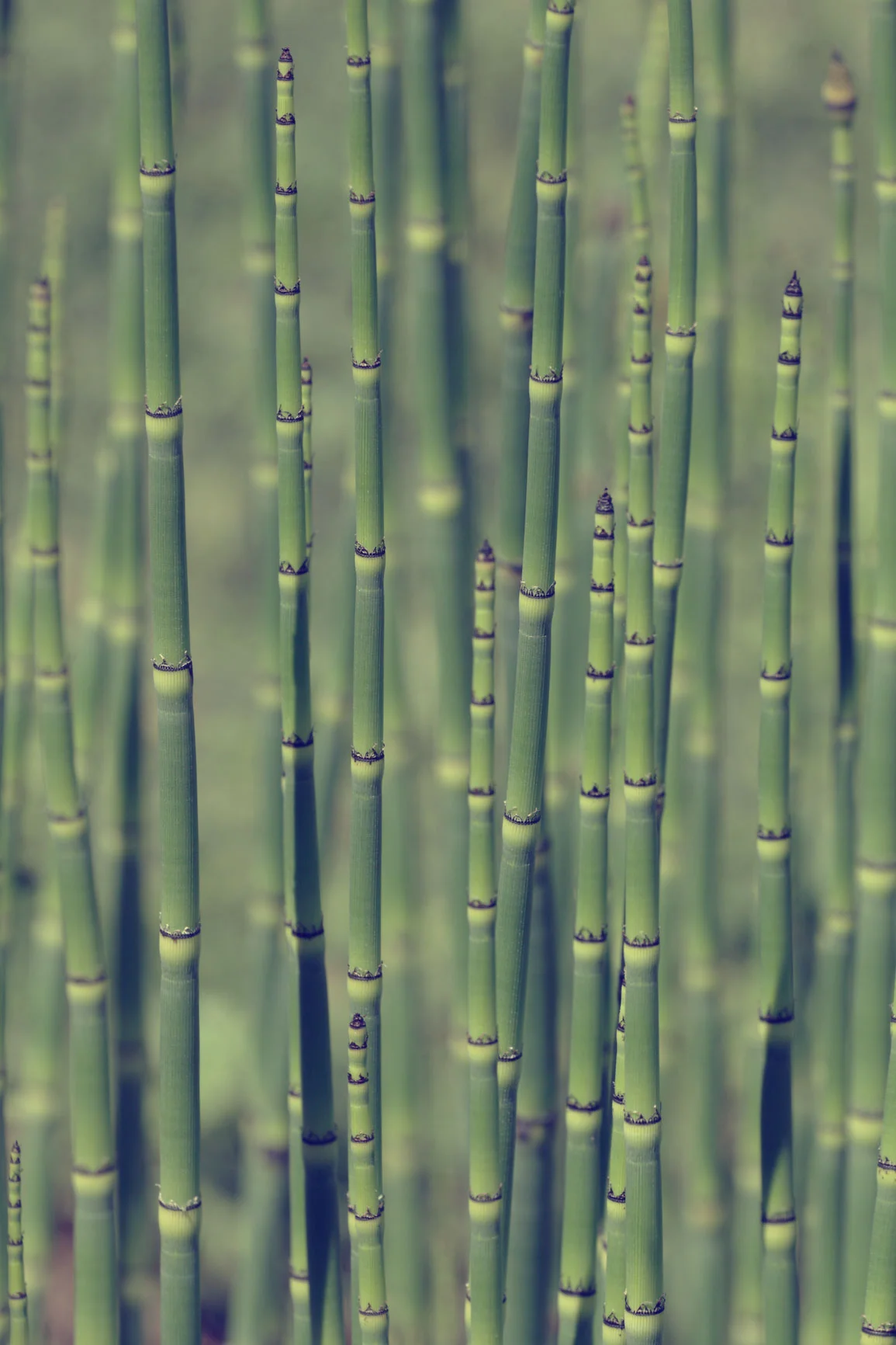 Horsetail