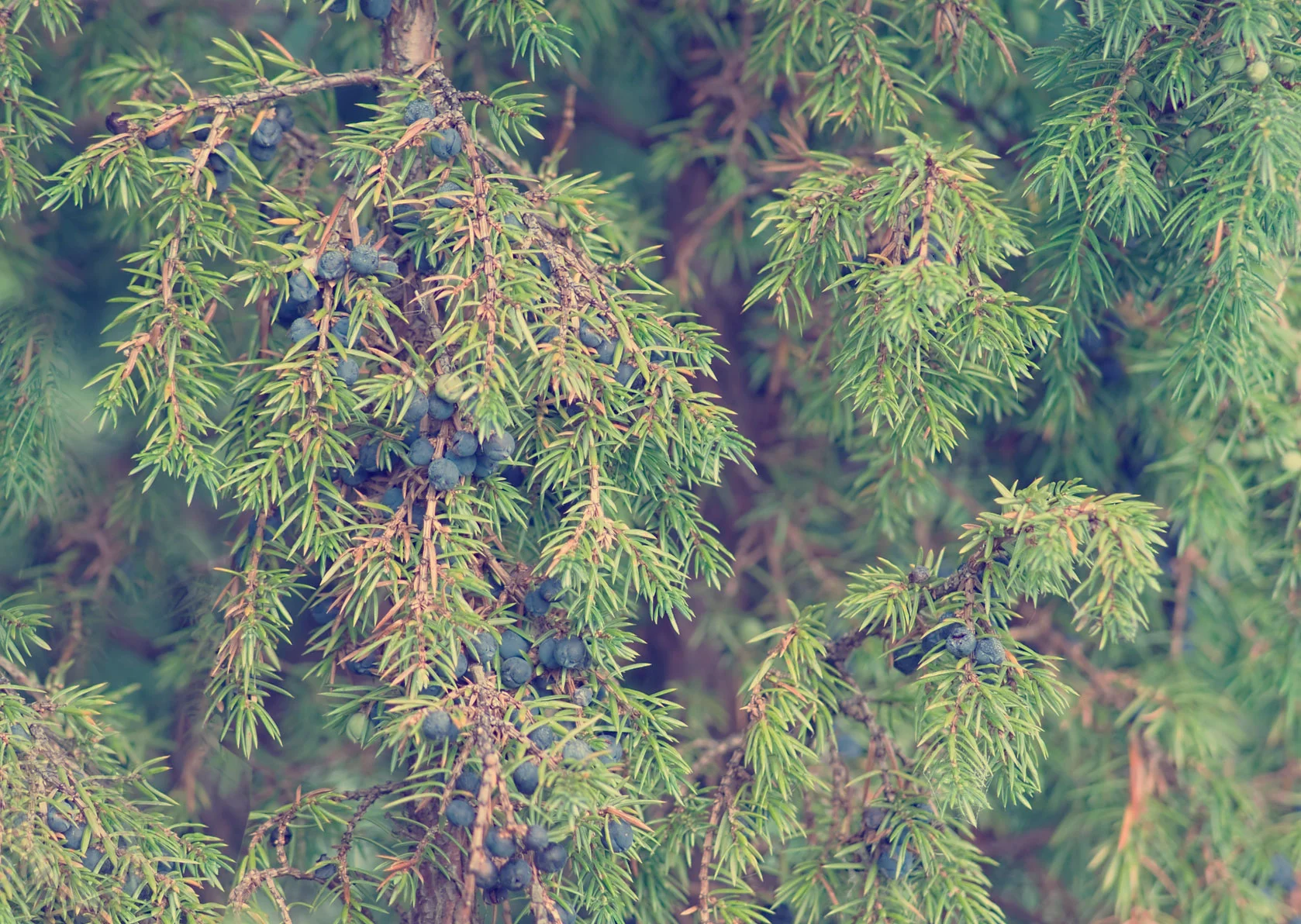 juniper.jpg