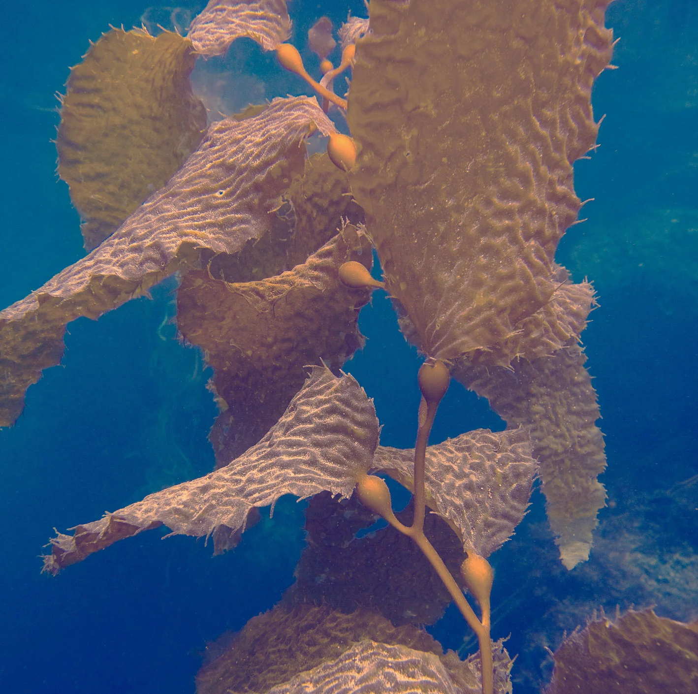 Kelp