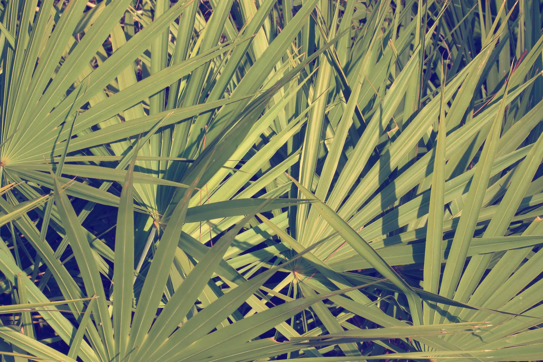 Saw Palmetto